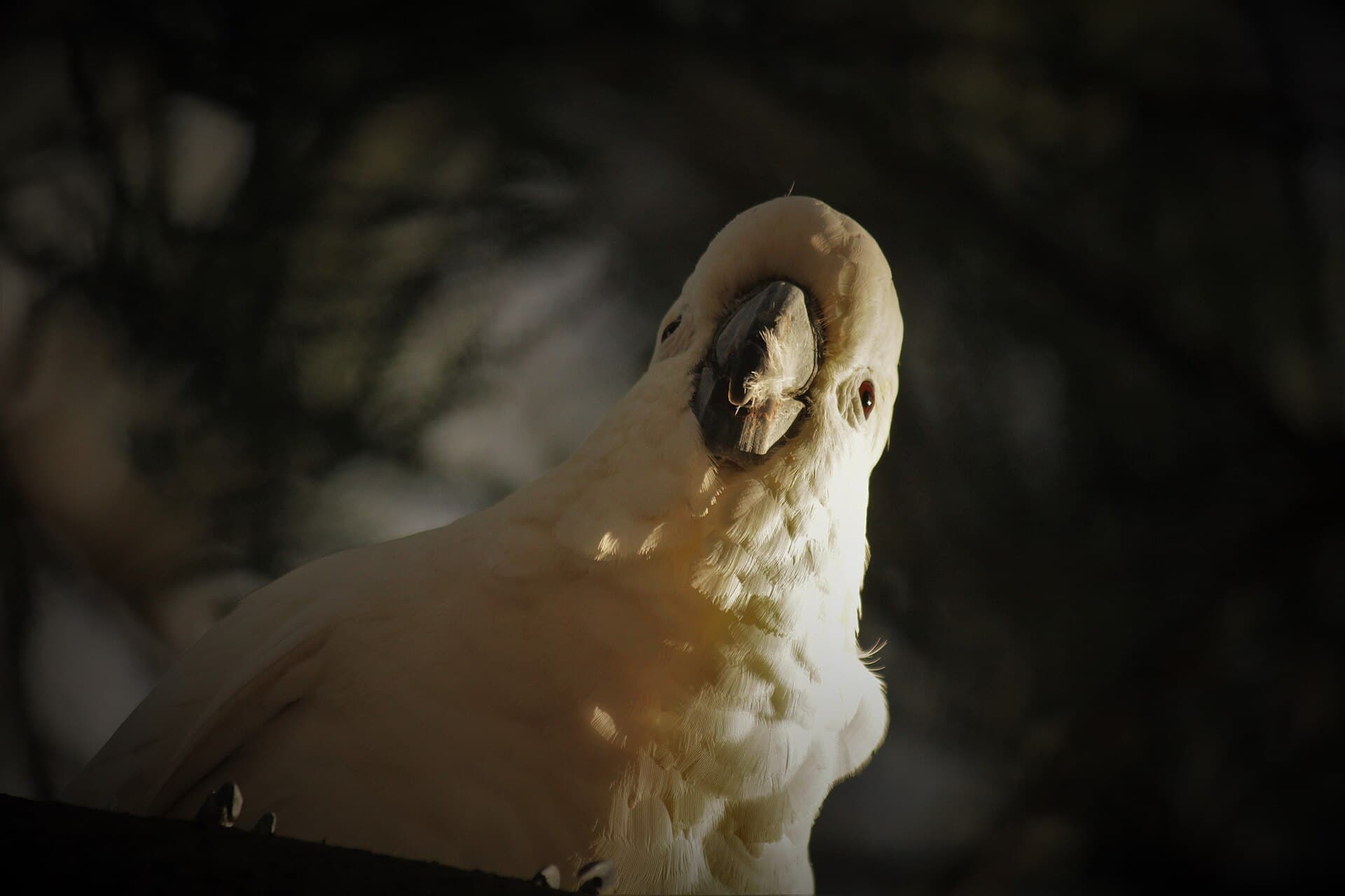 Grote Geelkuifkaketoe (Cacatua galerita) - Sulphur-Crested Cockatoo