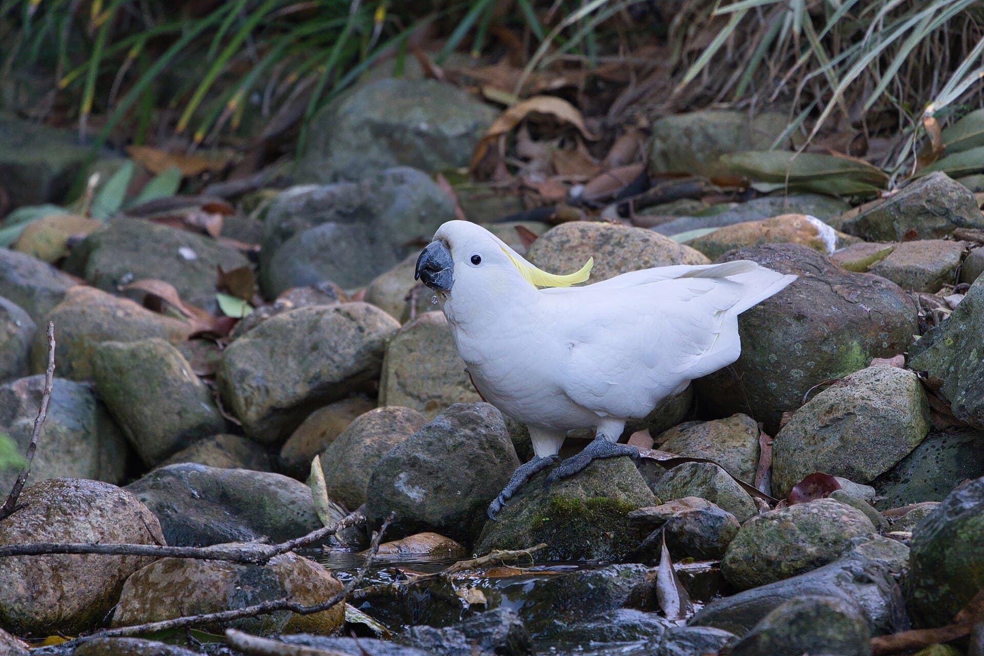 Grote Geelkuifkaketoe (Cacatua galerita) - Sulphur-crested Cockatoo - AndrewMercer - DSC20092