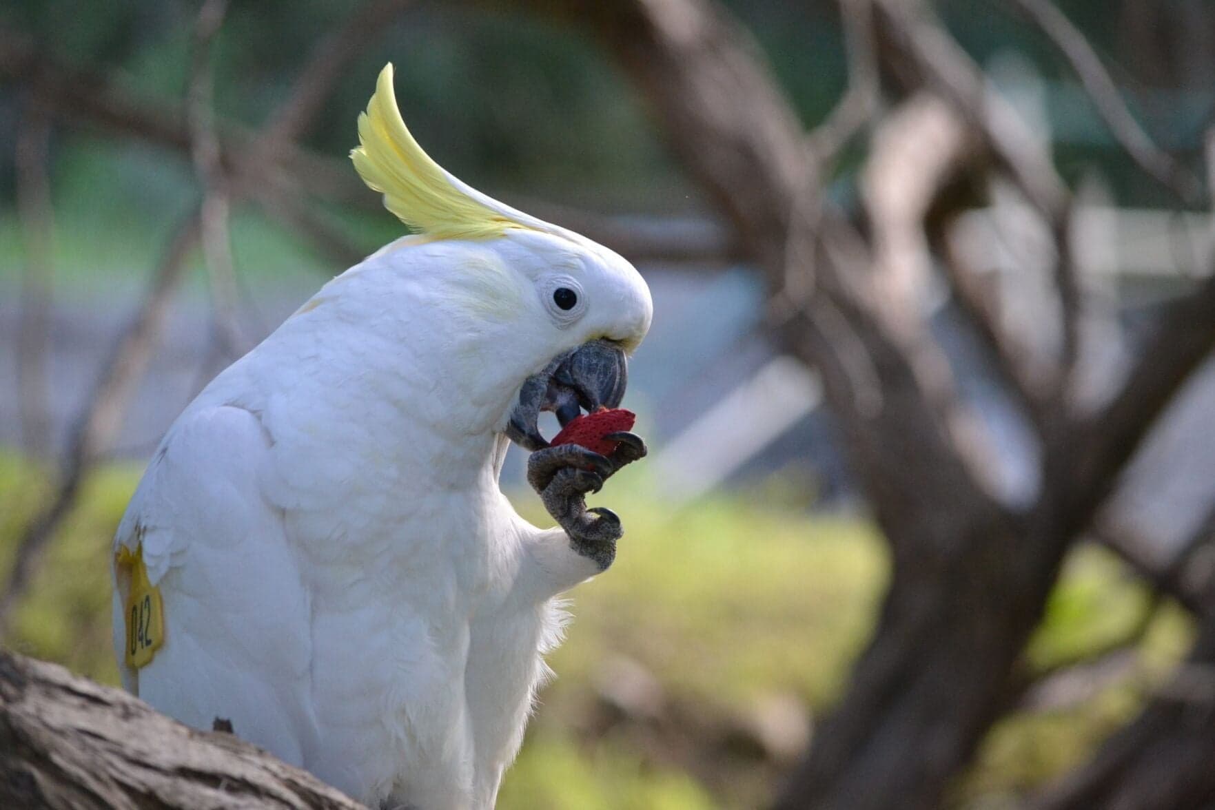 Grote Geelkuifkaketoe (Cacatua galerita) - 69f4dfa46fe94.image