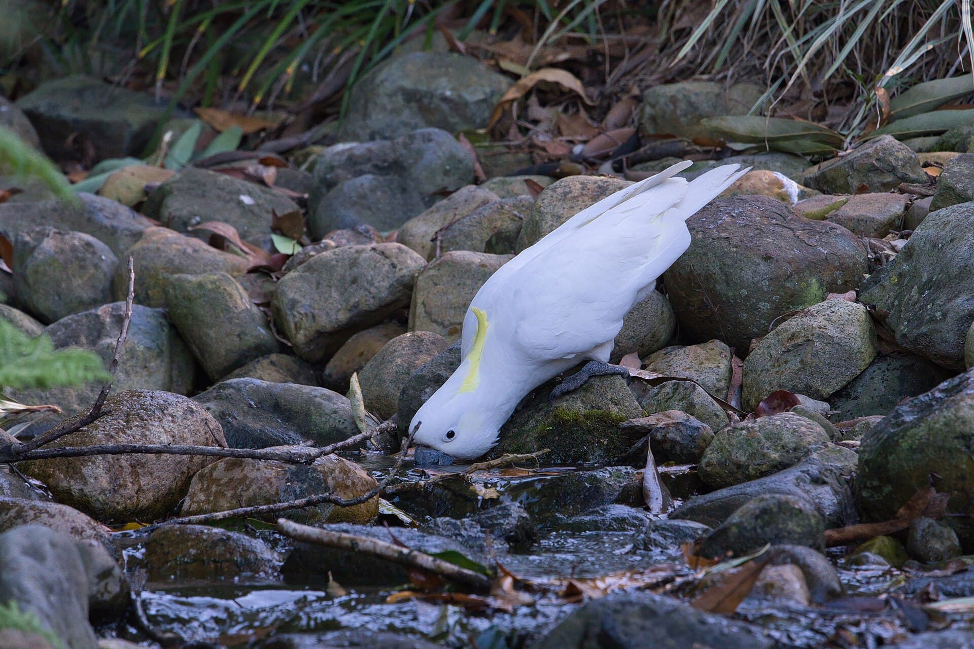 Grote Geelkuifkaketoe (Cacatua galerita) - Sulphur-crested Cockatoo - AndrewMercer - DSC20090