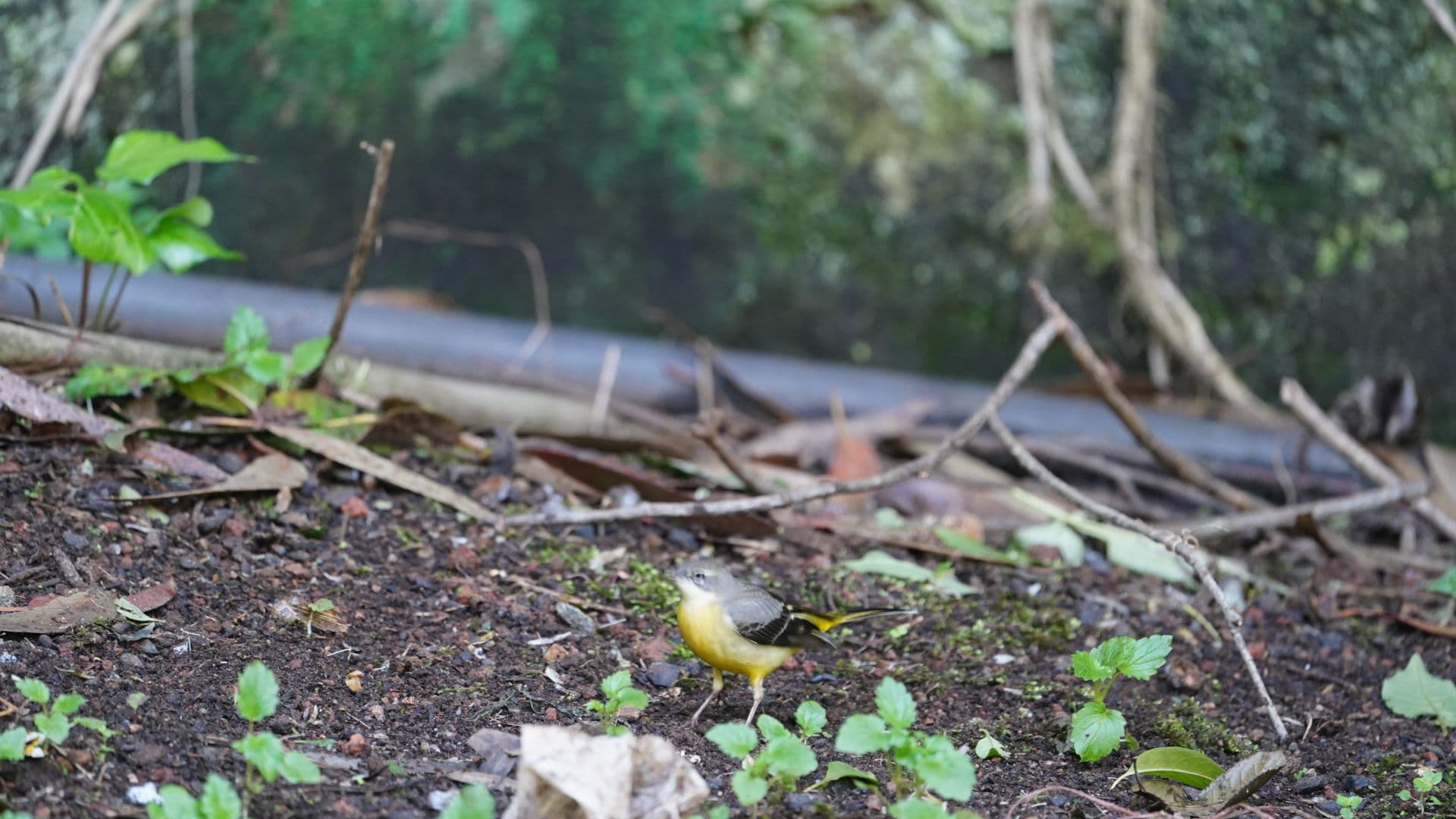 Grote Gele Kwikstaart (Motacilla cinerea) - GREY WAGTAIL IRV04742
