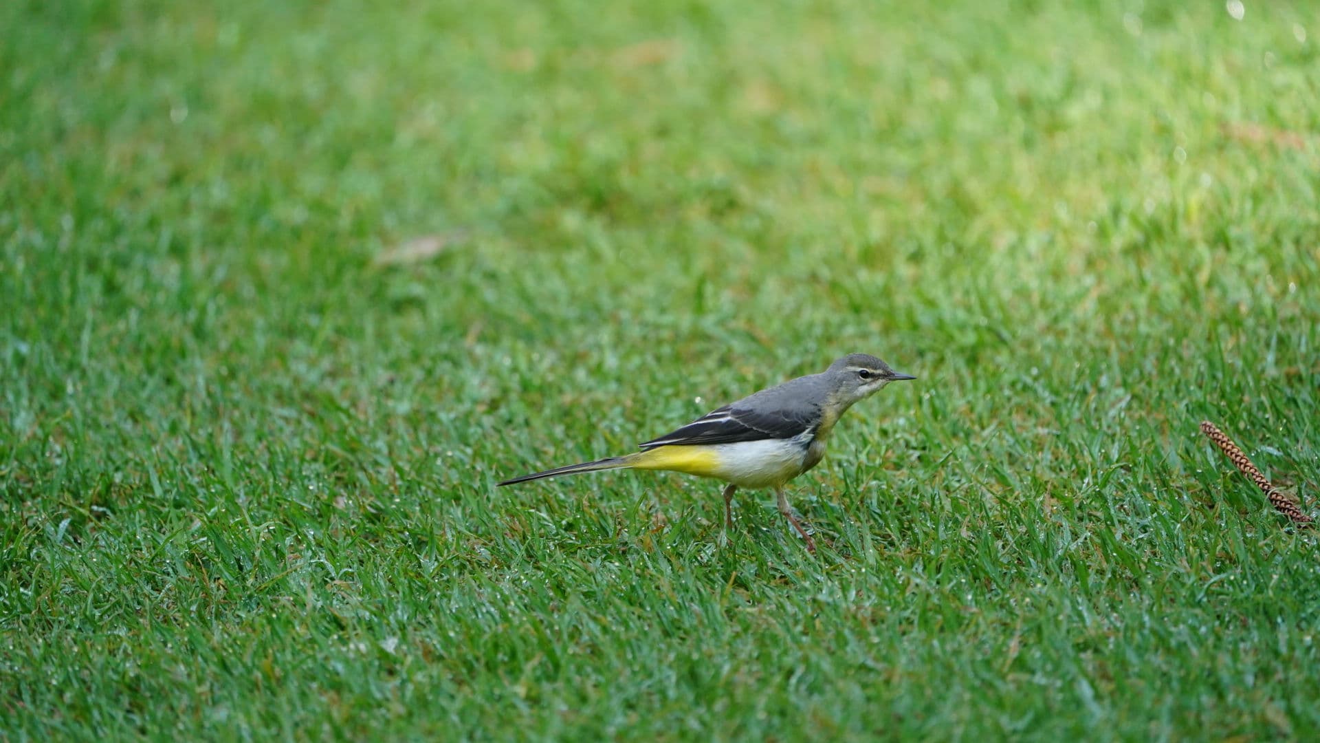 Grote Gele Kwikstaart (Motacilla cinerea) - GREY WAGTAIL IRV04770