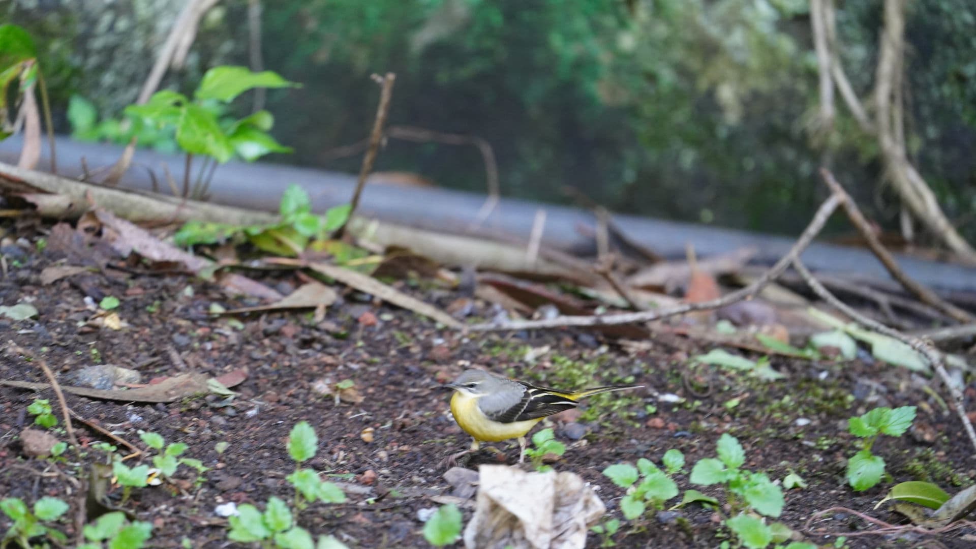 Grote Gele Kwikstaart (Motacilla cinerea) - GREY WAGTAIL IRV04743