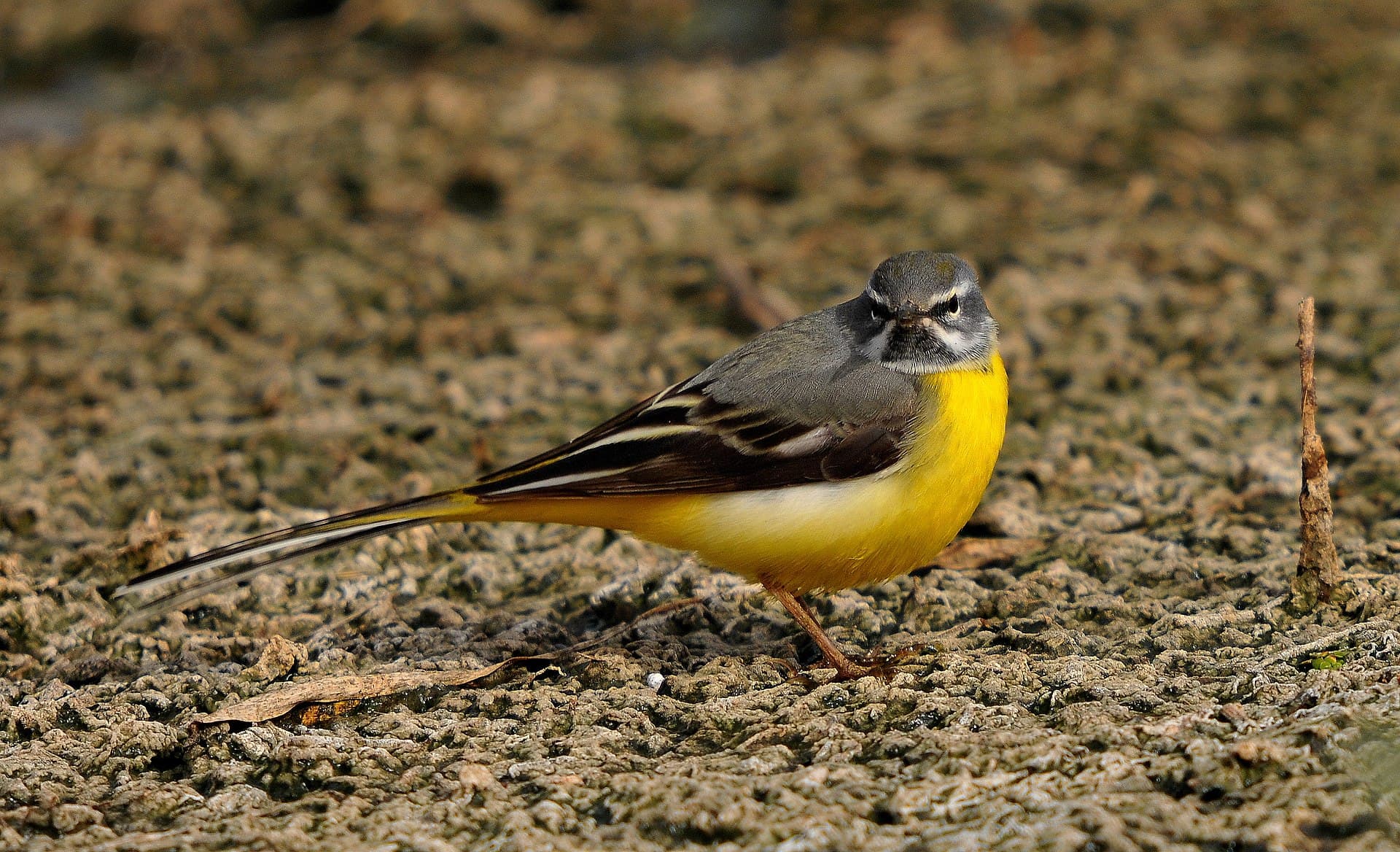 Grote Gele Kwikstaart (Motacilla cinerea) - Terîhejoka boçikzer