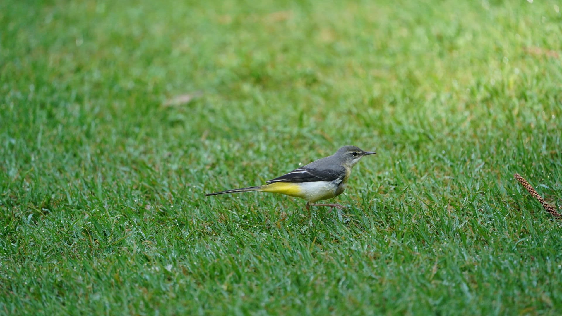 Grote Gele Kwikstaart (Motacilla cinerea) - GREY WAGTAIL IRV04769