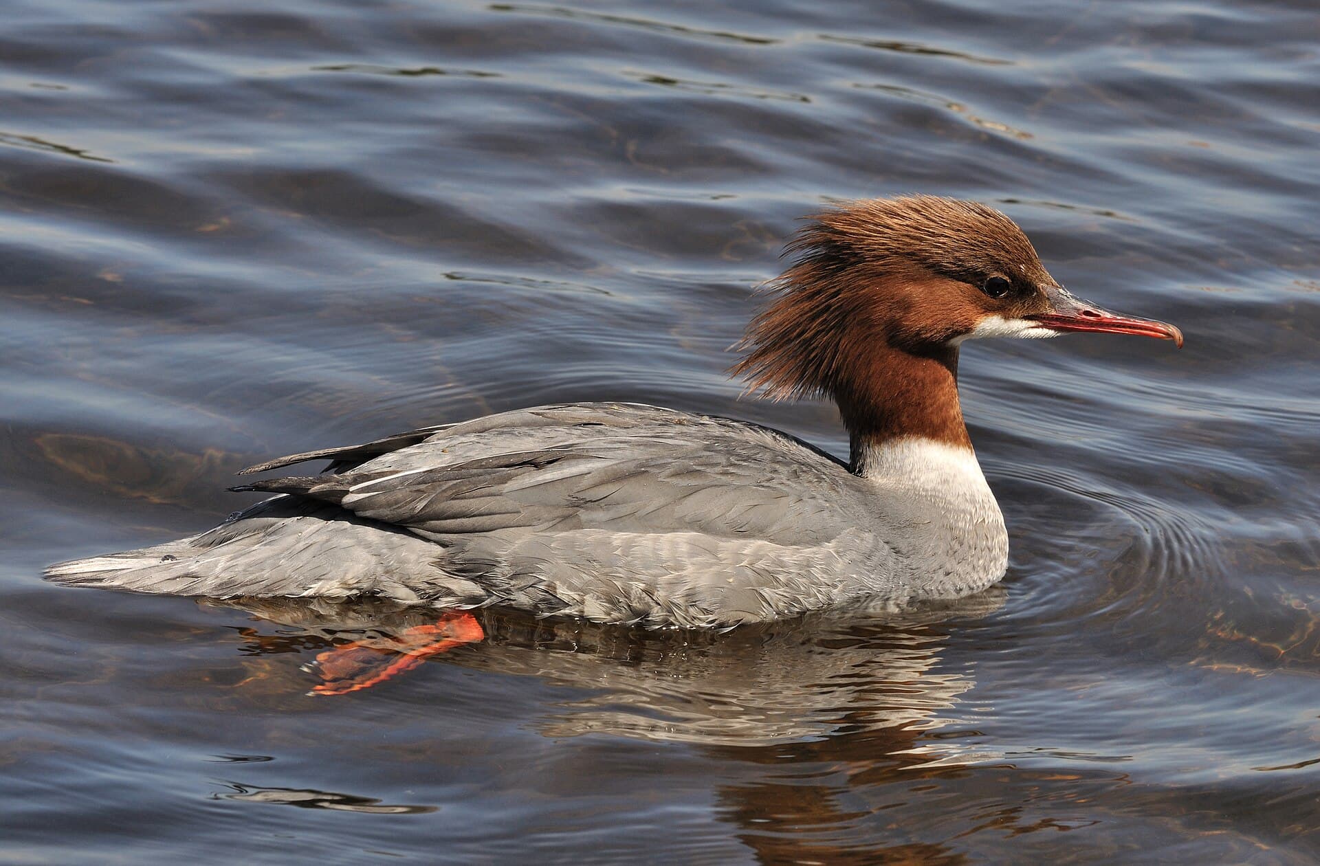Grote Zaagbek (Mergus merganser) - Mergus merganser qtl1