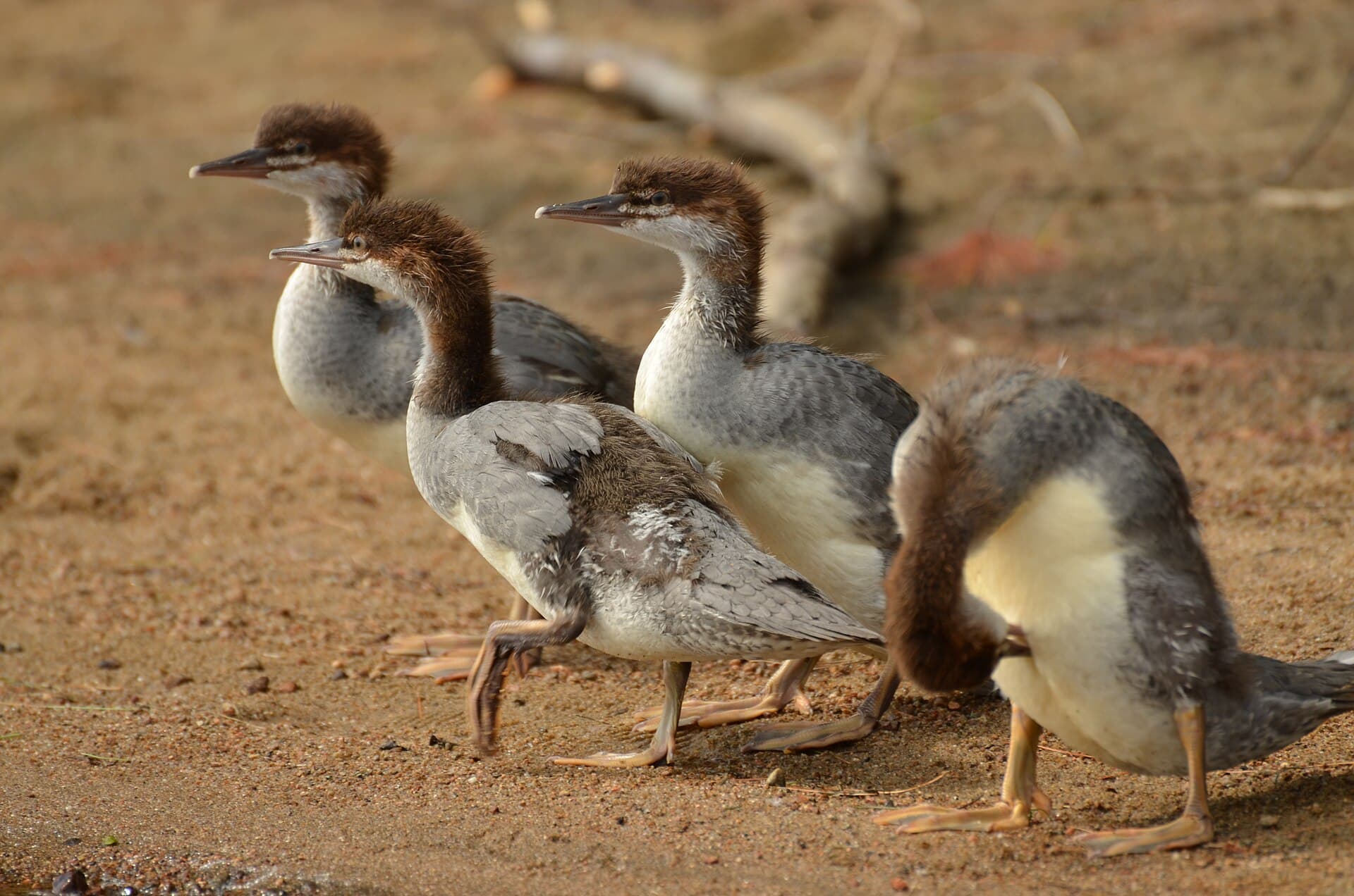 Grote Zaagbek (Mergus merganser) - Mergus merganser ducklings