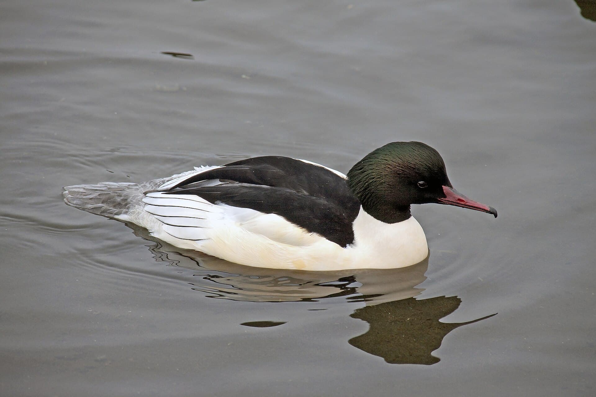 Grote Zaagbek (Mergus merganser) - Mergus merganser -Sandwell -England -male-8