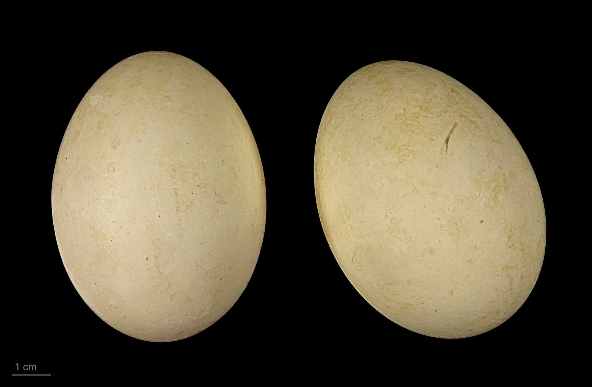 Grote Zaagbek (Mergus merganser) - Mergus merganser MHNT.ZOO.2010.11.30.2