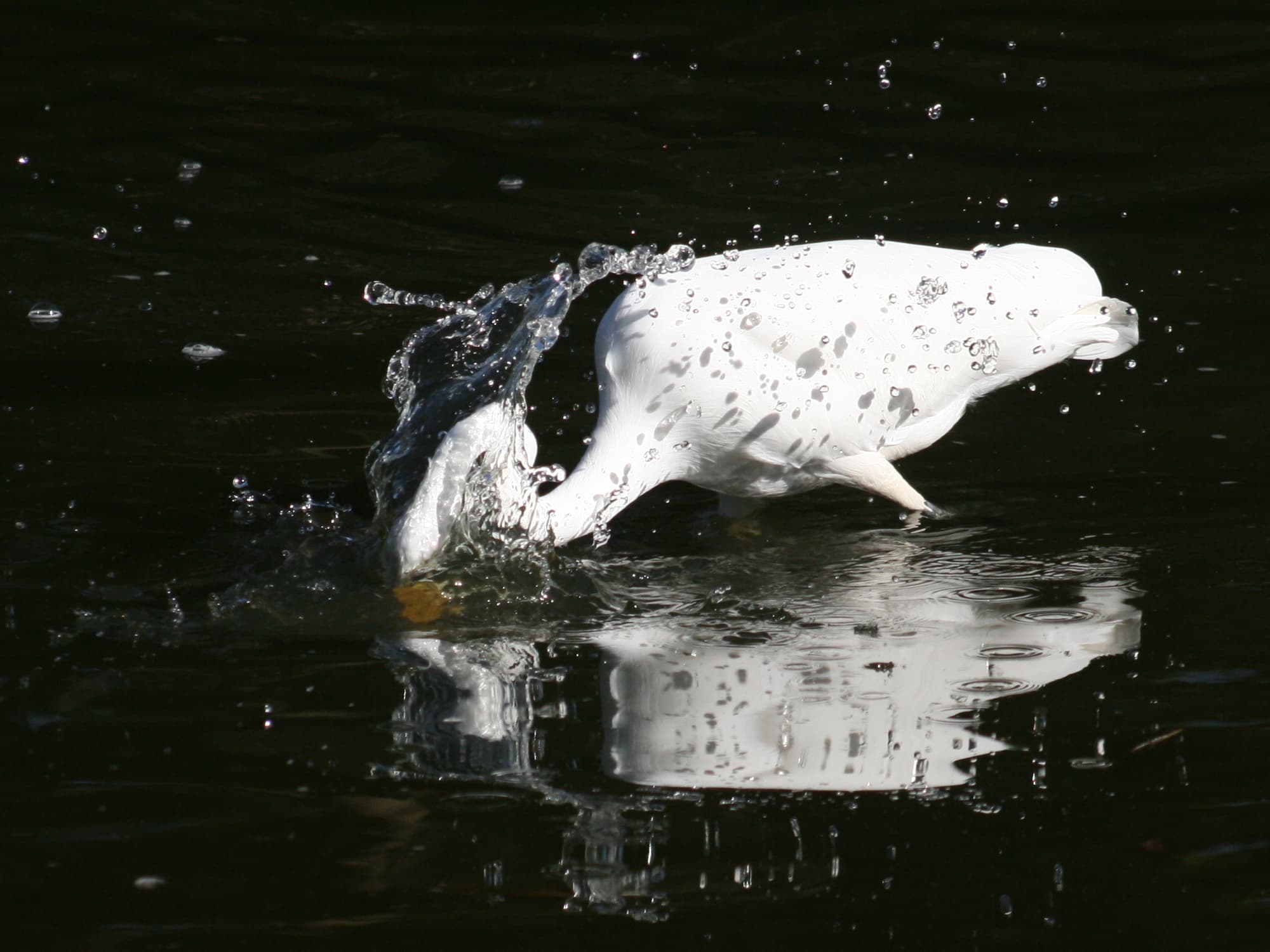 Grote Zilverreiger (Ardea alba) - Great Egret strikes for a Fish - crop