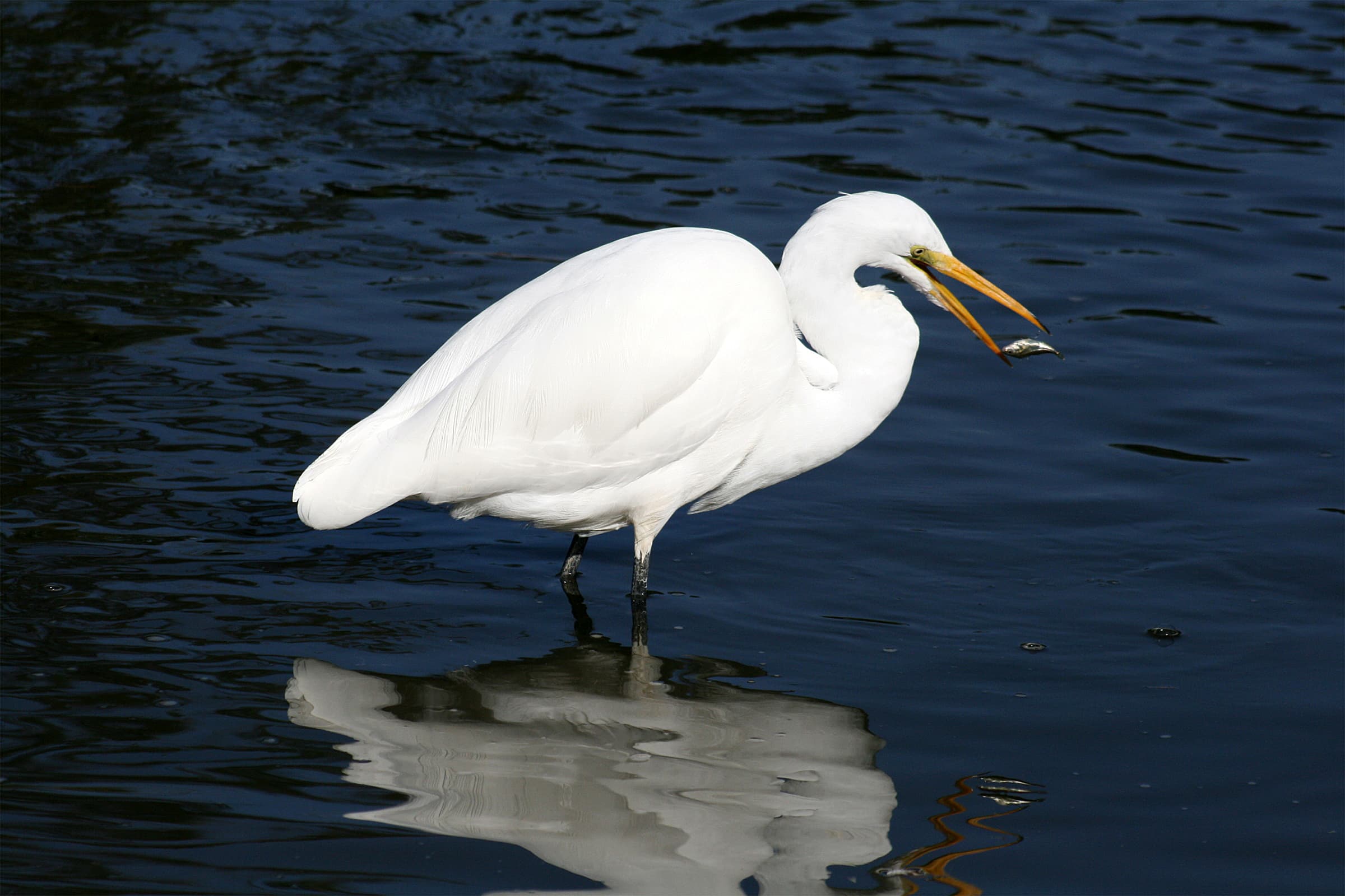 Grote Zilverreiger (Ardea alba) - Great egret and a fish in GGP 111