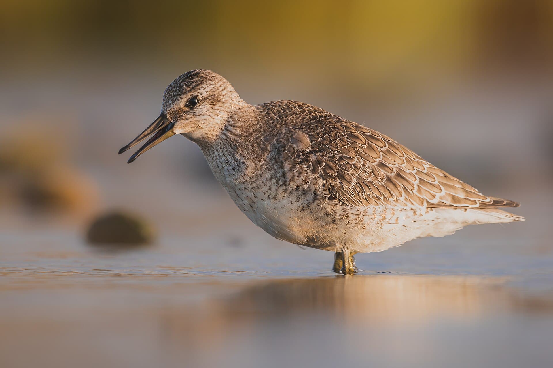 Ijslandse strandloper (Calidris canutus) - Knutt (juvenil) 07