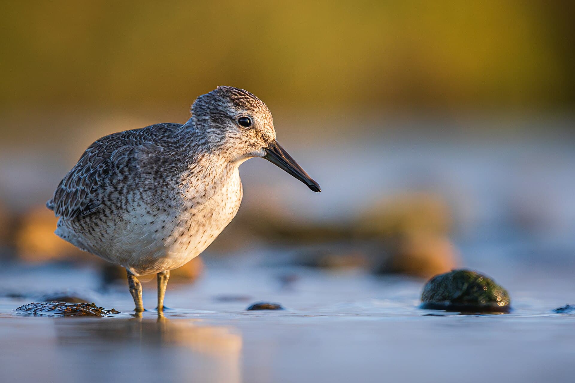 Ijslandse strandloper (Calidris canutus) - Knutt (juvenil) 03