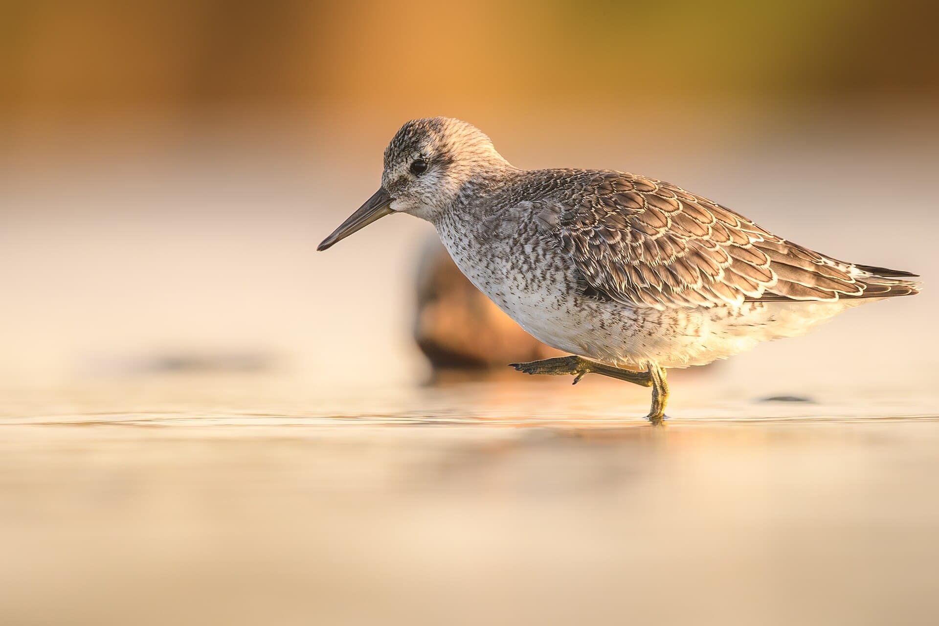 Ijslandse strandloper (Calidris canutus) - Knutt (juvenil) 04