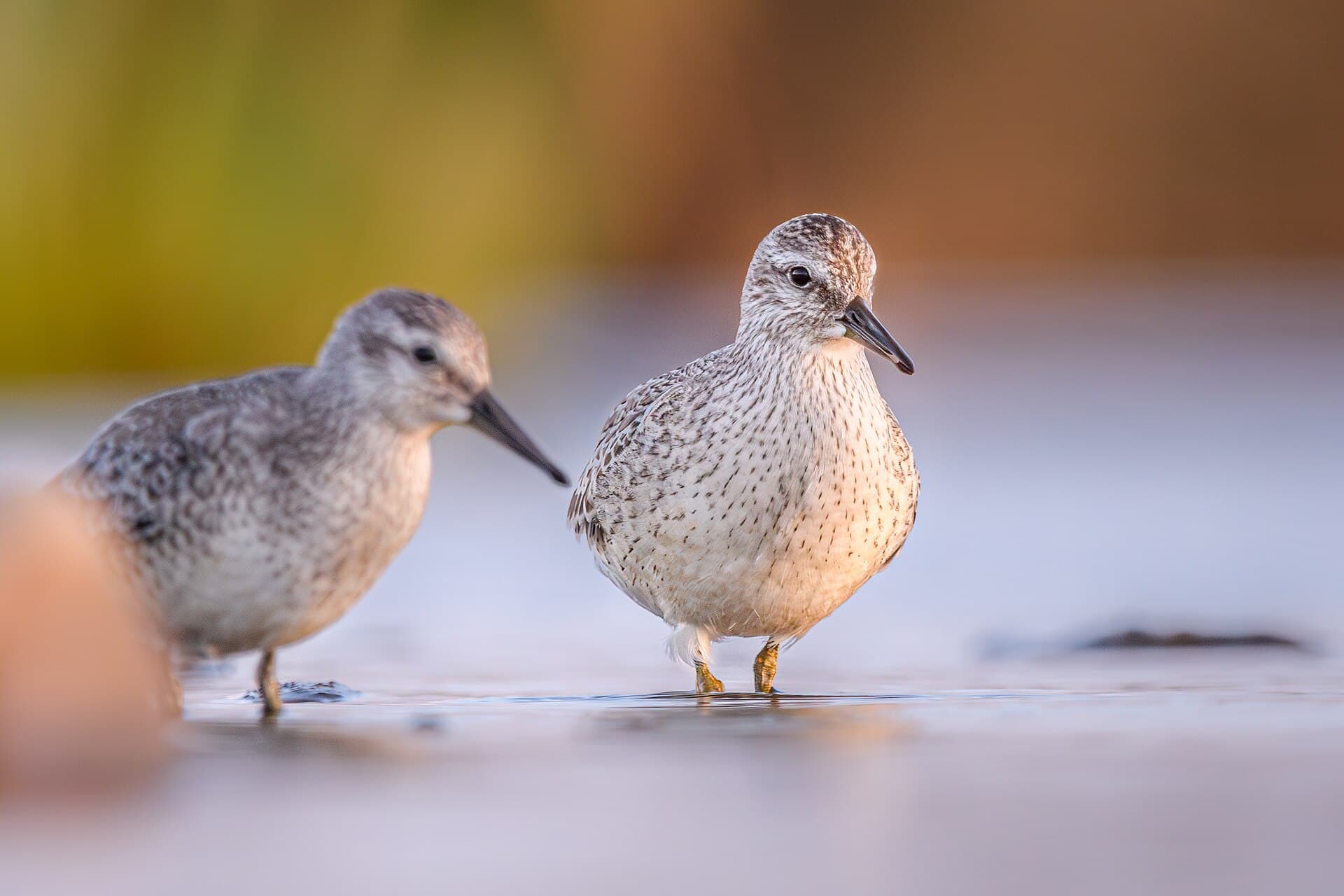 Ijslandse strandloper (Calidris canutus) - Knutts (juvenil) 01