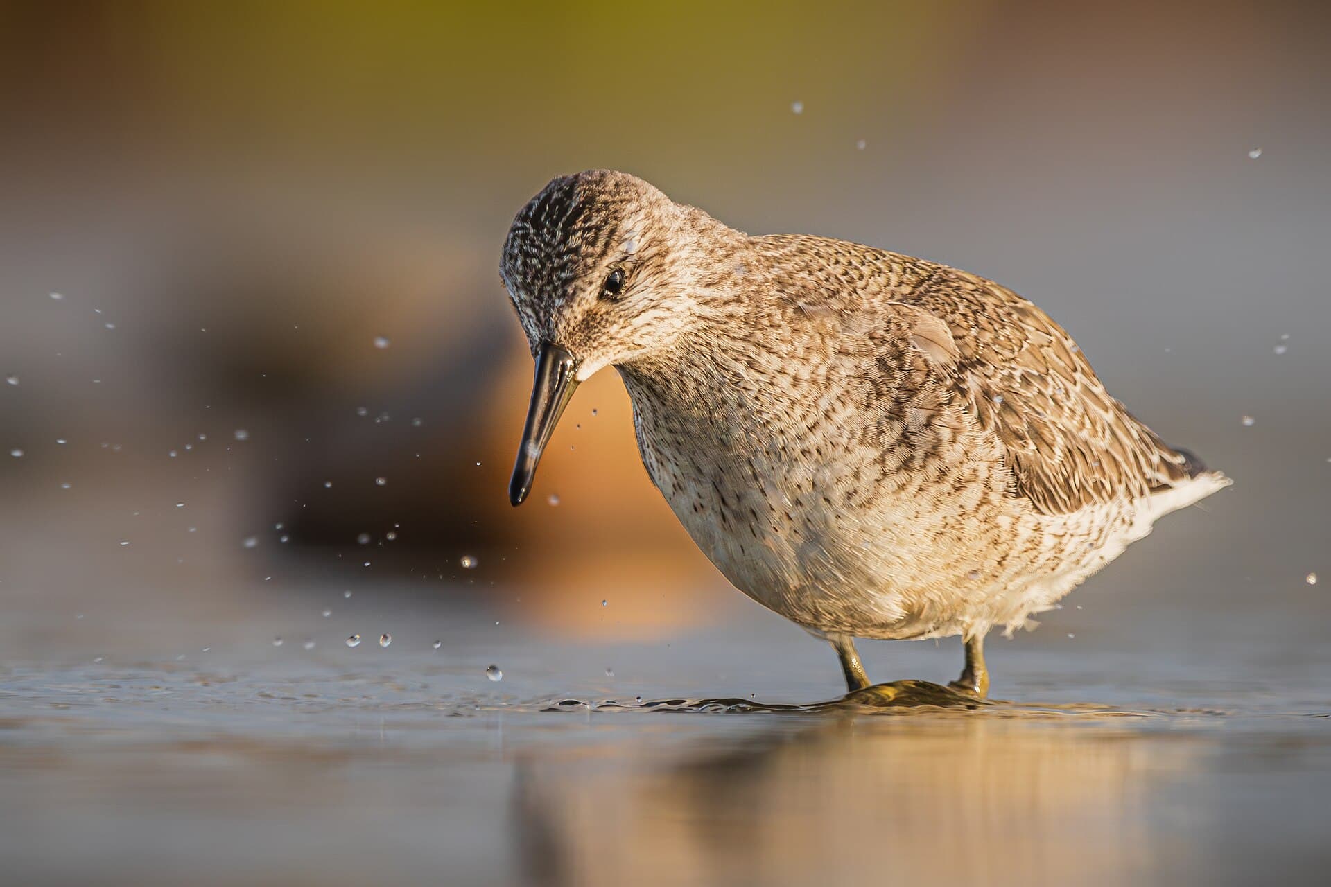 Ijslandse strandloper (Calidris canutus) - Knutt (juvenil) 06