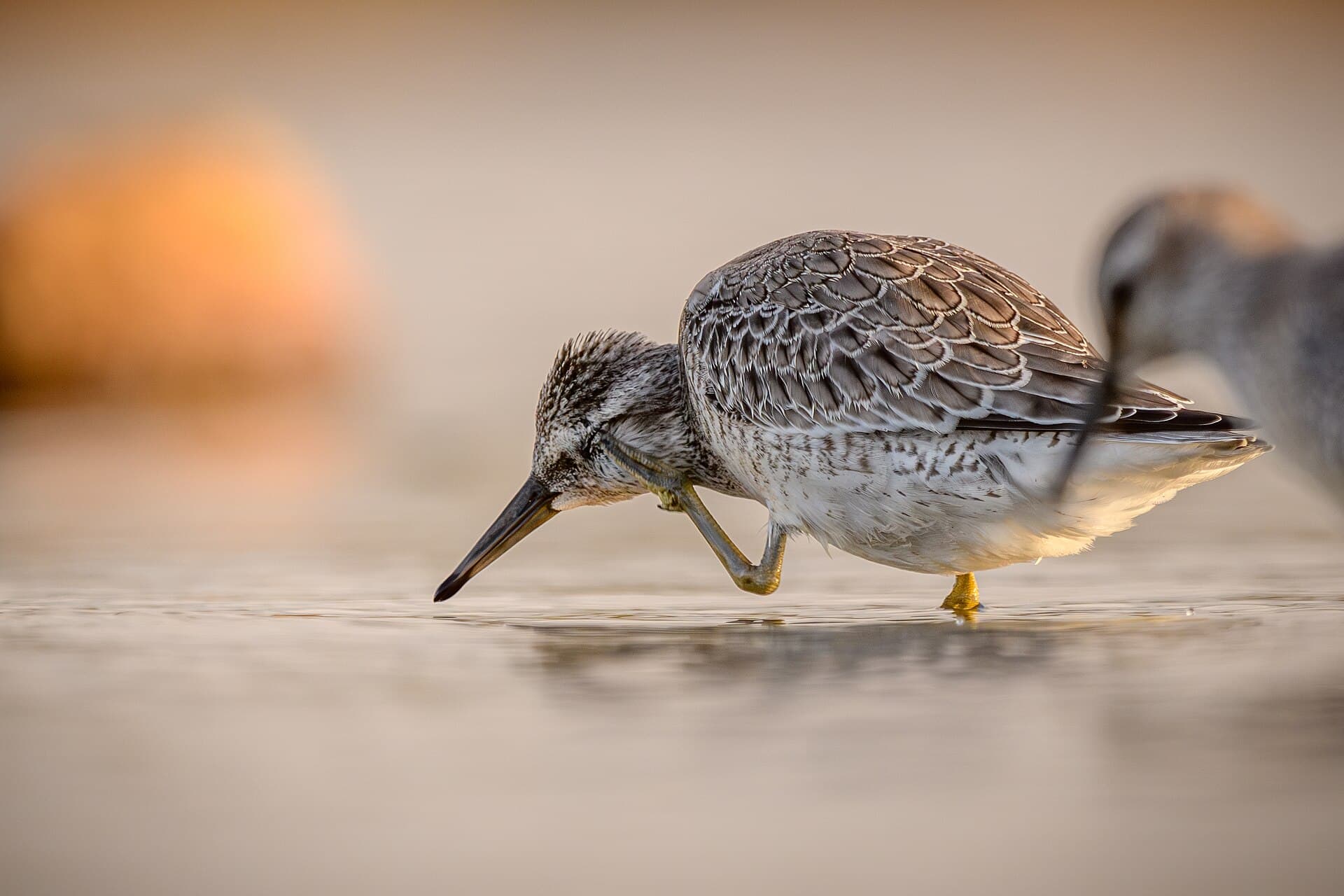 Ijslandse strandloper (Calidris canutus) - Knutts (juvenil) 05