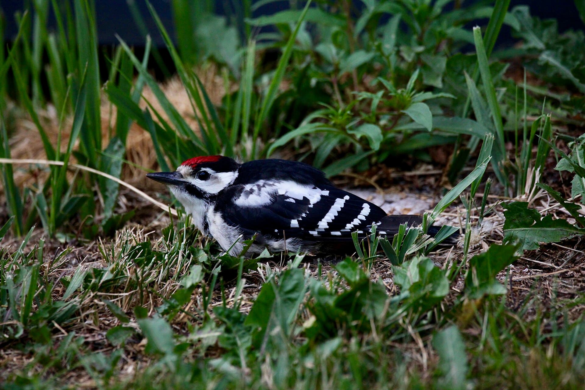 Kleine Bonte Specht (Dryobates minor) - Dendrocopos major Great Spotted Woodpecker juvenile, in Kõrvemaa, Estonia 2