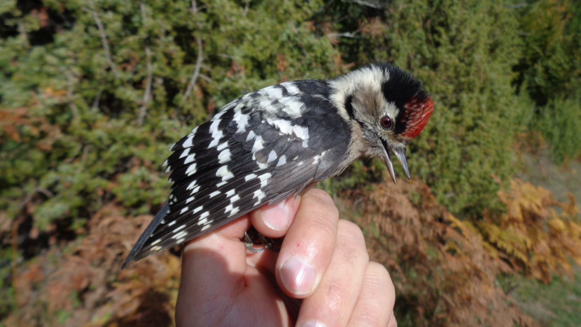 Kleine Bonte Specht (Dryobates minor) - Mali detlić (Dryobates minor); Lesser Spotted Woodpecker