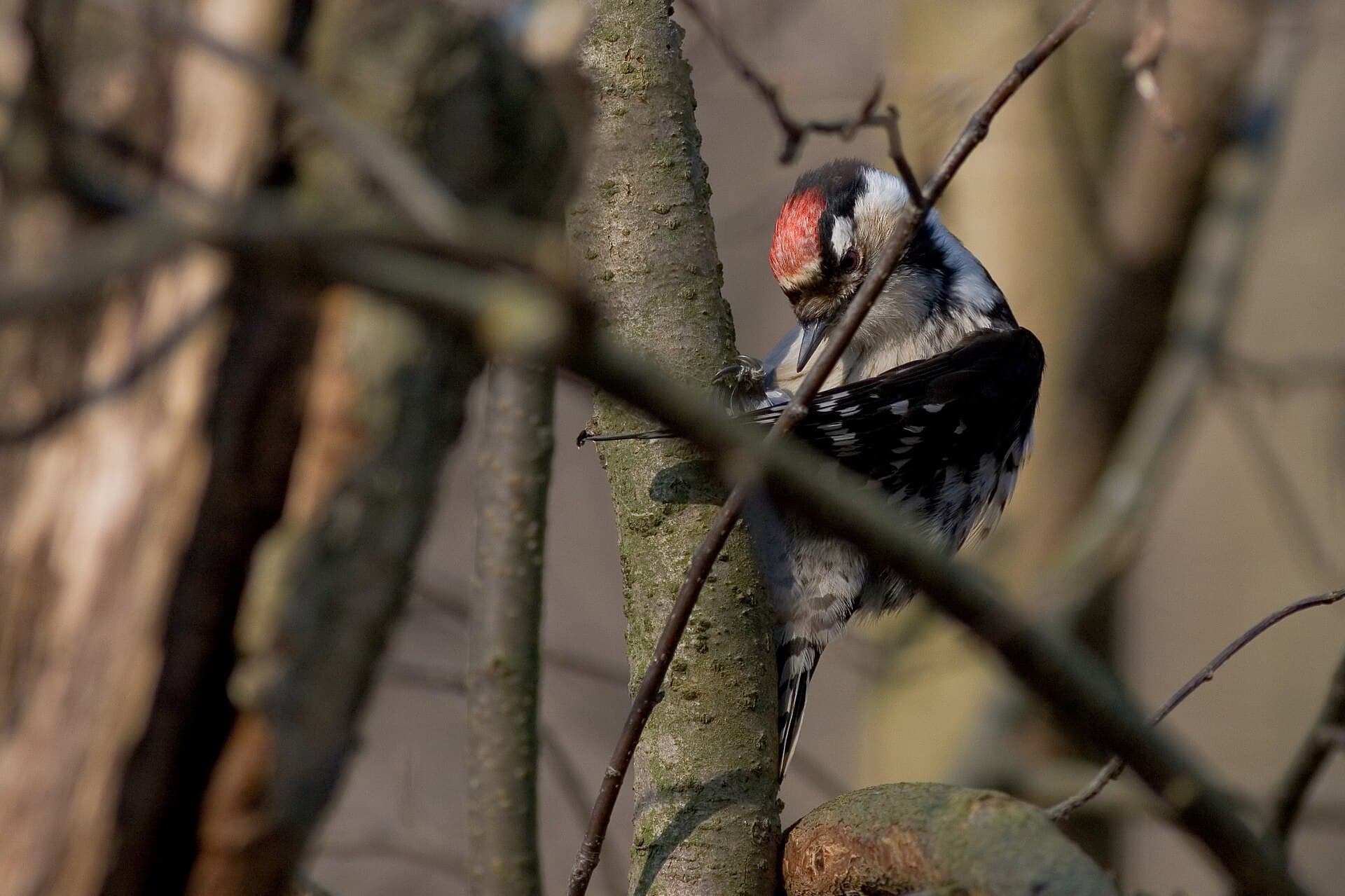 Kleine Bonte Specht (Dryobates minor) - DendrocoposMinorNaturalHabitat