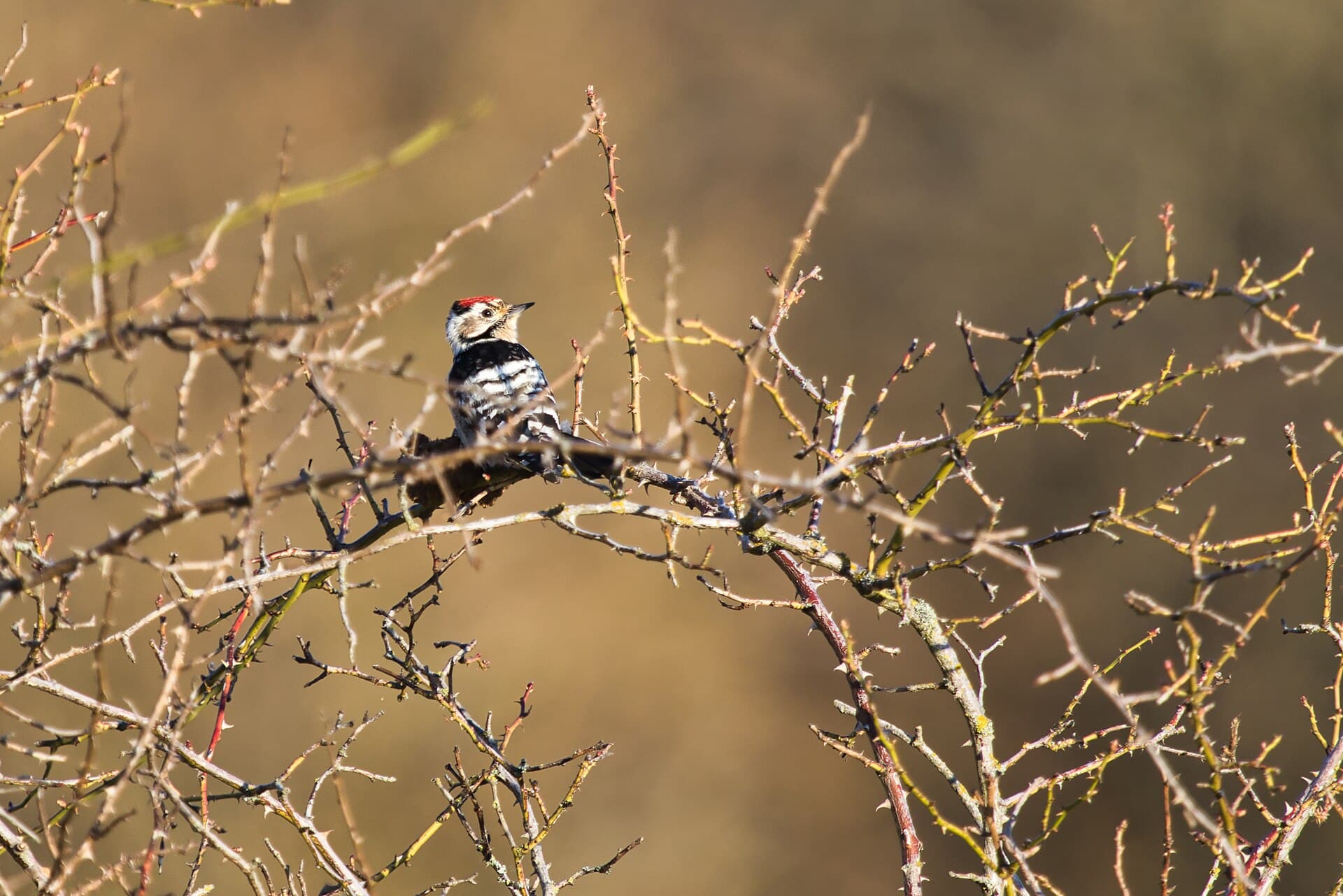 Kleine Bonte Specht (Dryobates minor) - Kleinspecht auf dem Kerstlingeröder Feld
