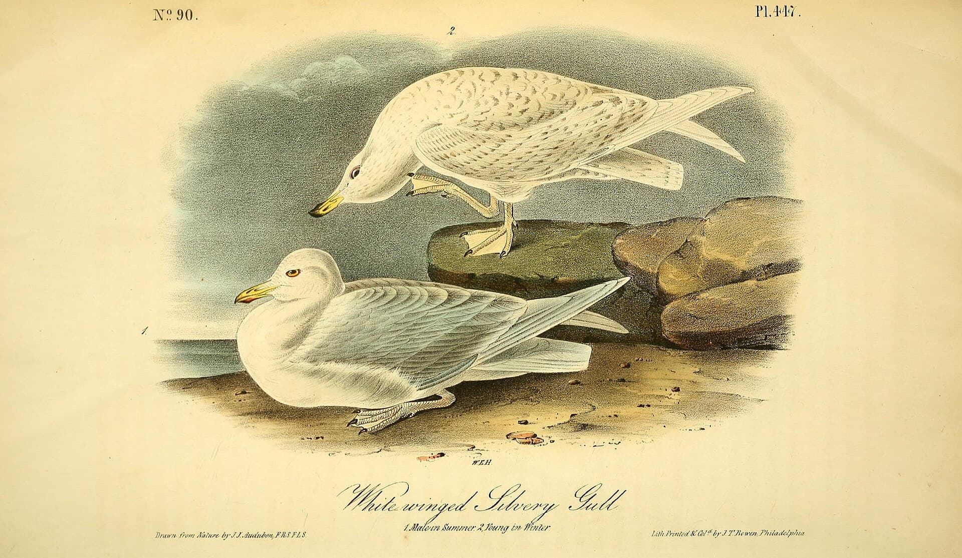 Kleine Burgemeester (Larus glaucoides) - The birds of America (Pl. 447) (8594212625)