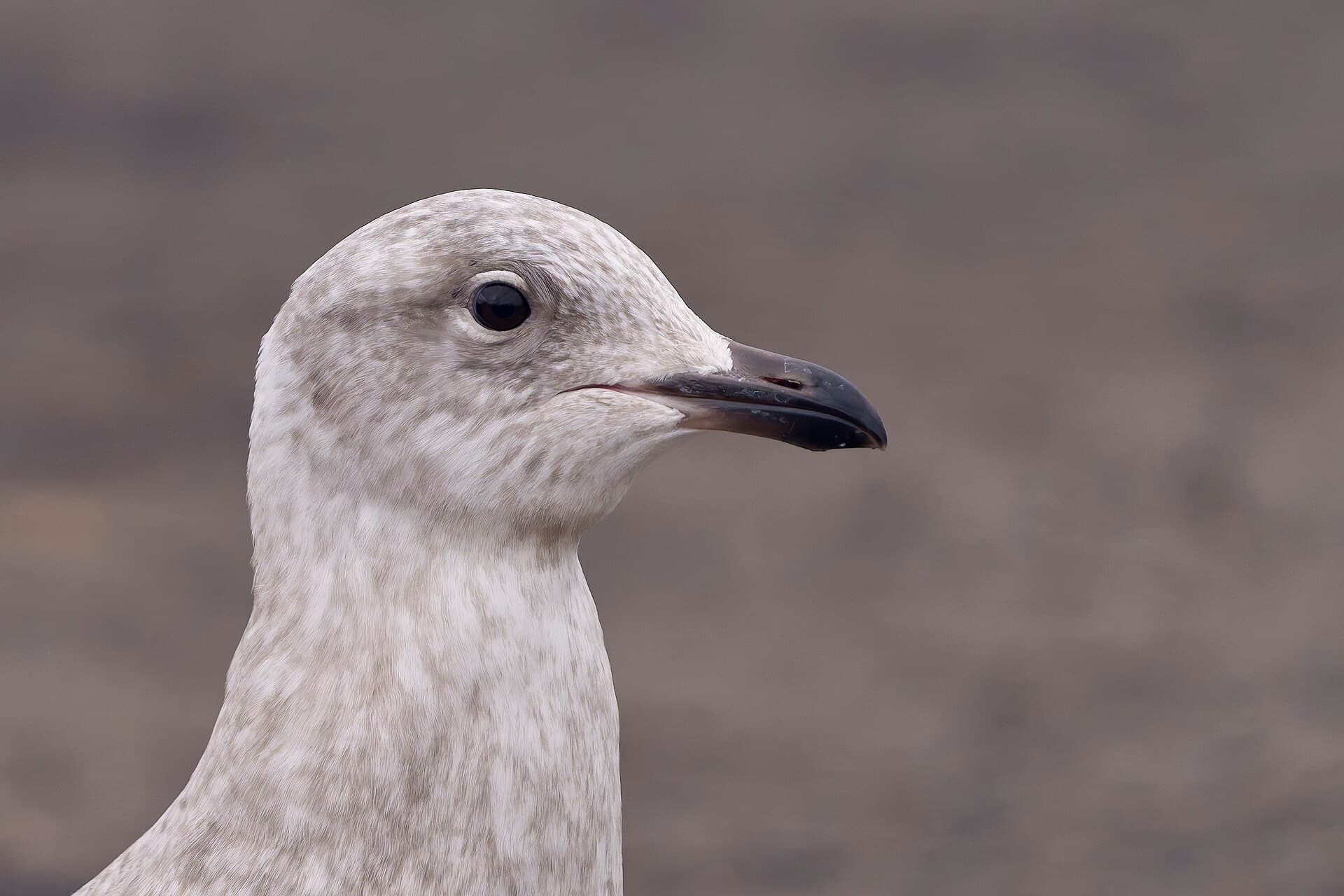 Kleine Burgemeester (Larus glaucoides) - 20250105 iceland gull beaver brook open space PD200402 1
