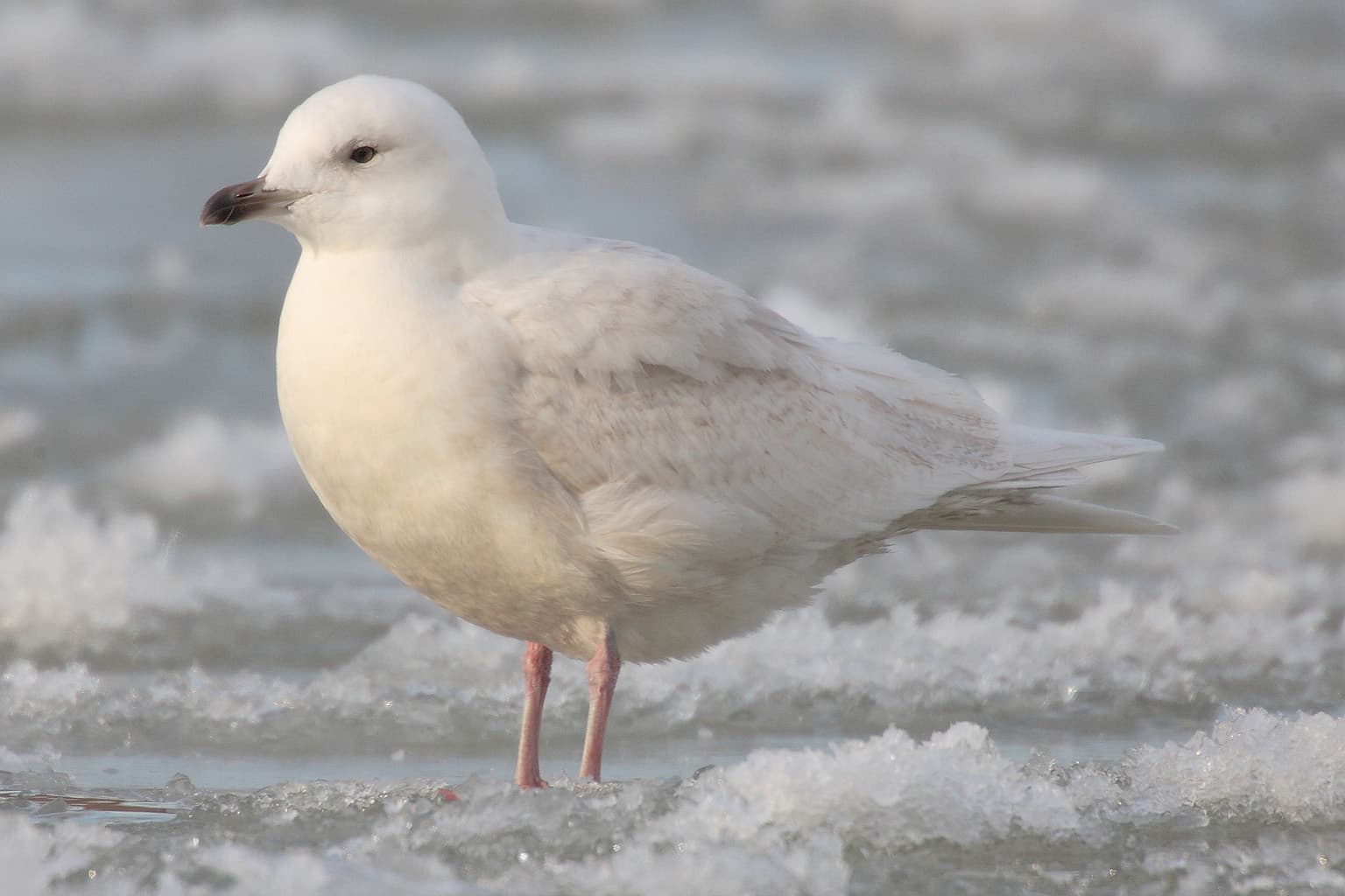 Kleine Burgemeester (Larus glaucoides) - Larus-glaucoides-002