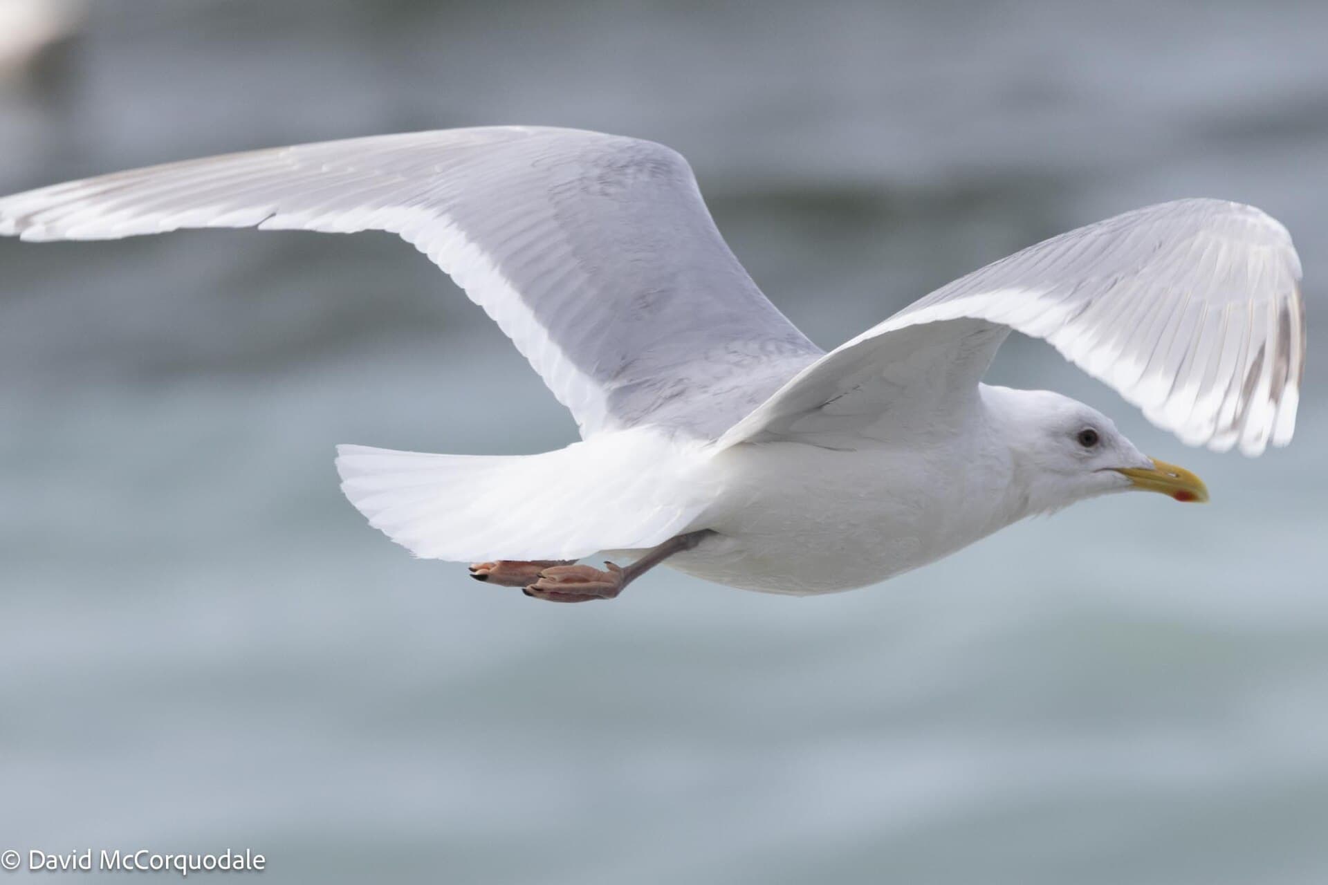 Kleine Burgemeester (Larus glaucoides) - Larus glaucoides 369847948