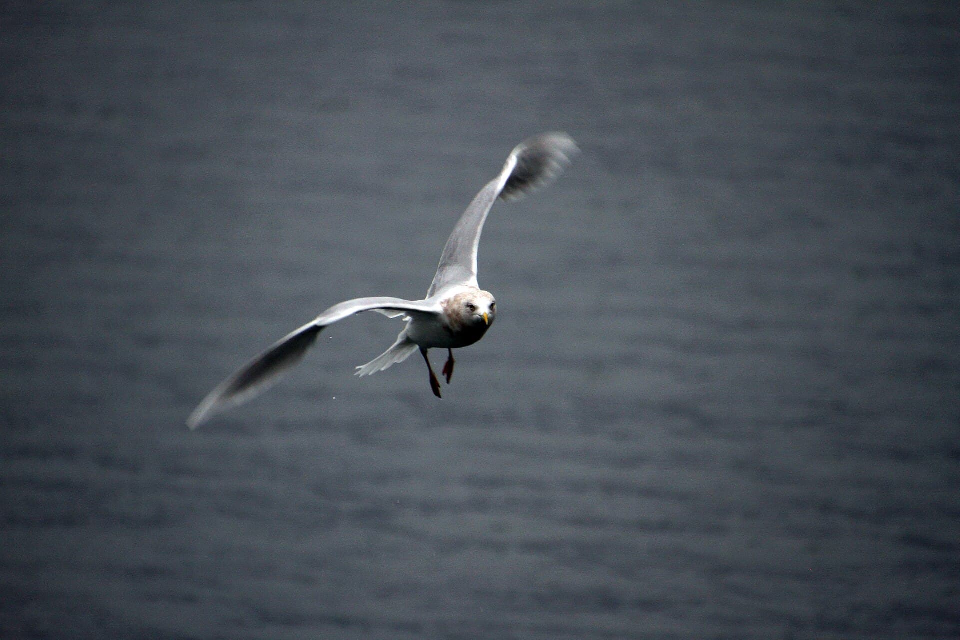 Kleine Burgemeester (Larus glaucoides) - Reykjavík iceland hdsr 2019 10 20 9999 69