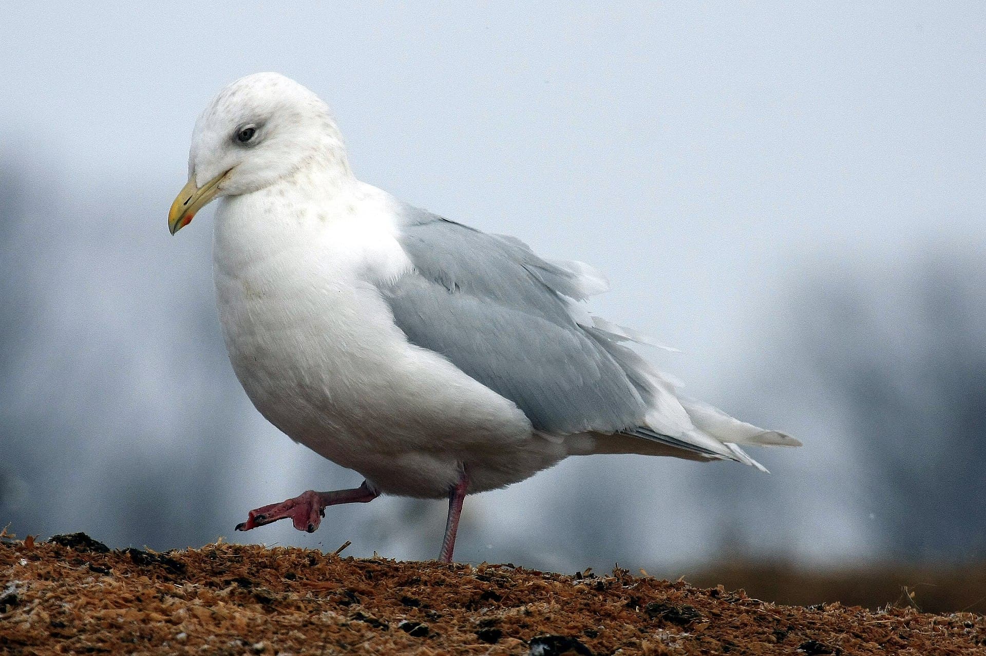 Kleine Burgemeester (Larus glaucoides) - Larus glaucoides IthacaNY