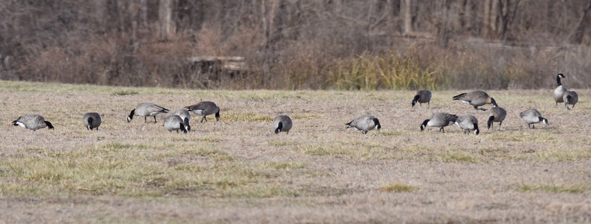 Kleine Canadese Gans (Branta hutchinsii) - Cackling Goose (16 of 21) (31446422064)