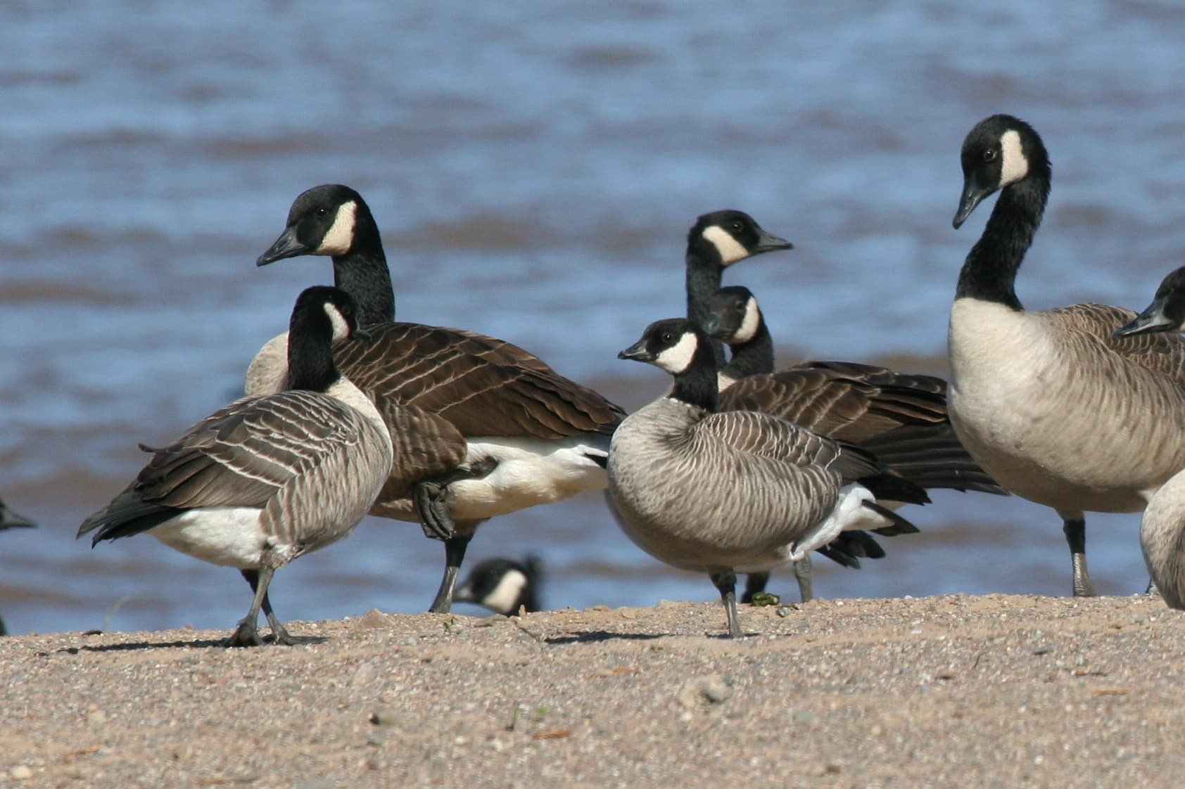Kleine Canadese Gans (Branta hutchinsii) - Cackling Goose (Branta hutchinsis hutchinsii) (3204290378)