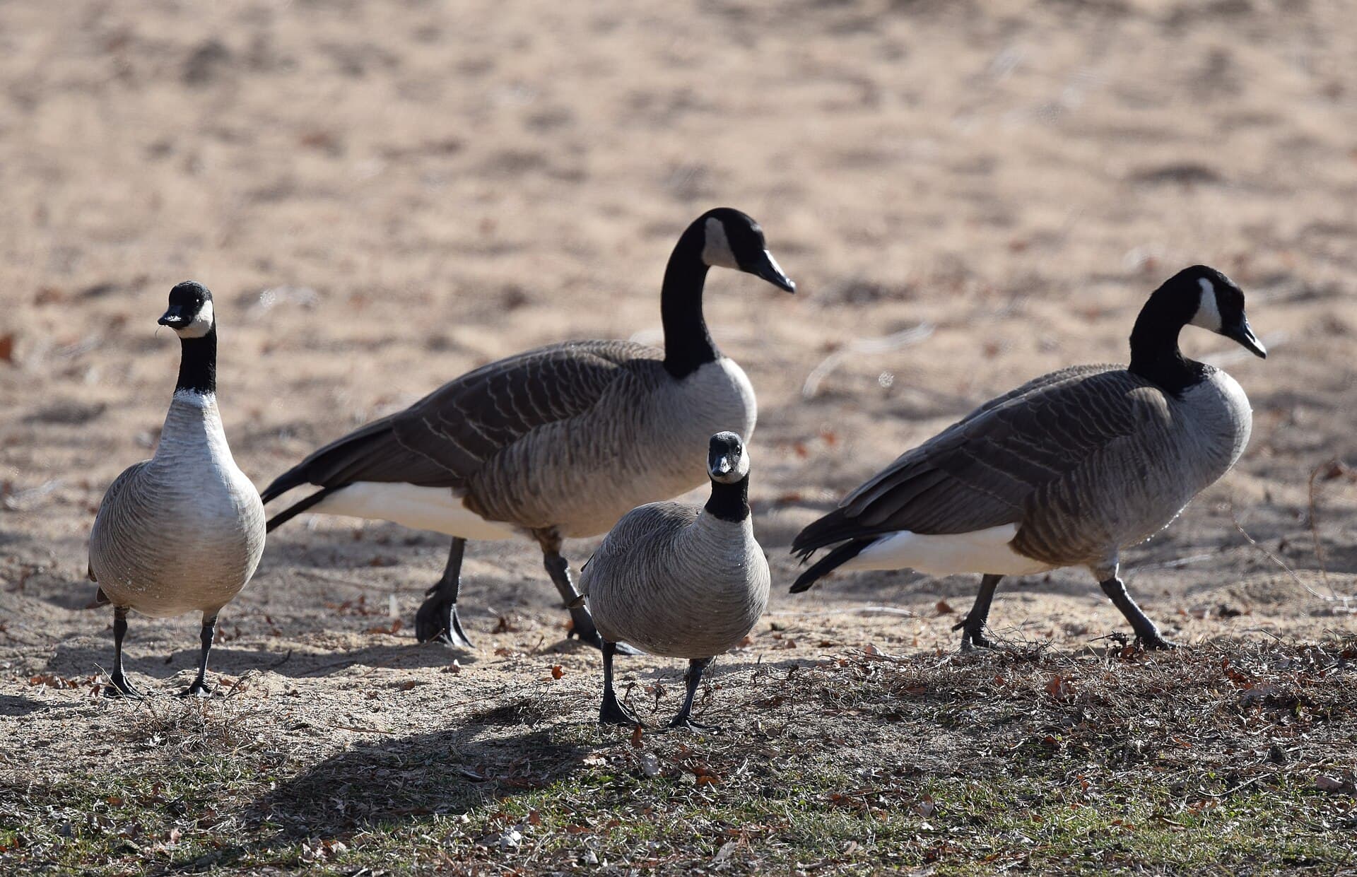 Kleine Canadese Gans (Branta hutchinsii) - Cackling Goose (32249391146)