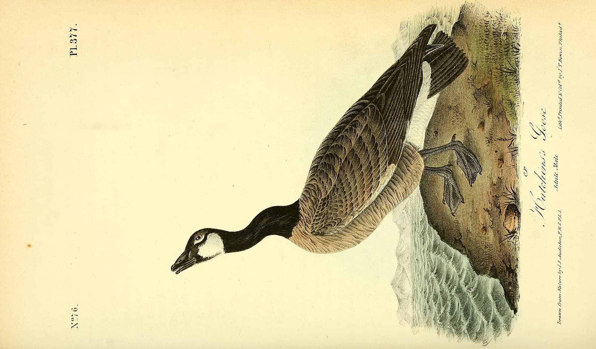 Kleine Canadese Gans (Branta hutchinsii) - The birds of America (Pl. 377) (8592730662)