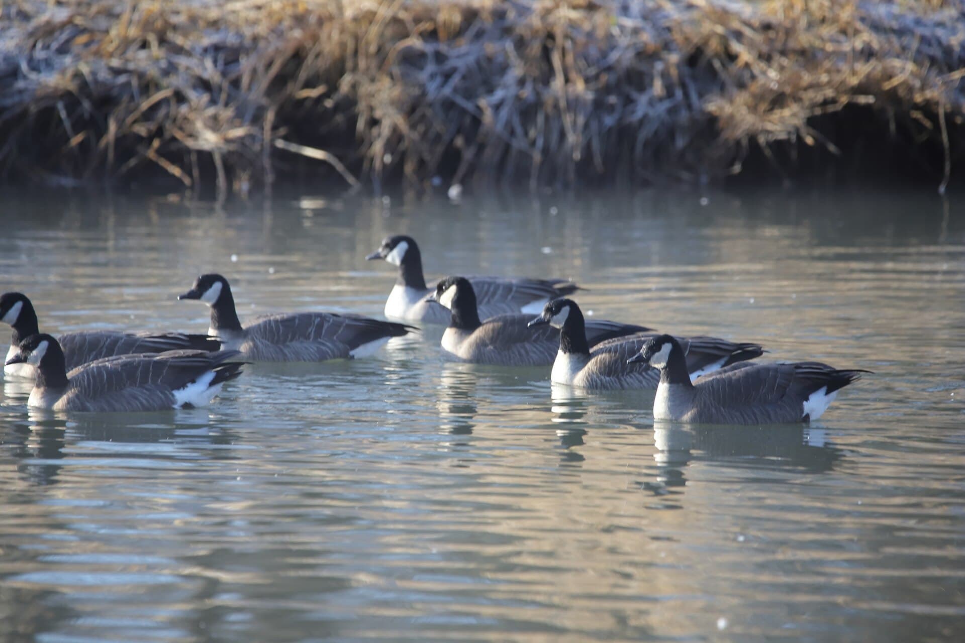 Kleine Canadese Gans (Branta hutchinsii) - Branta hutchinsii ssp. taverneri