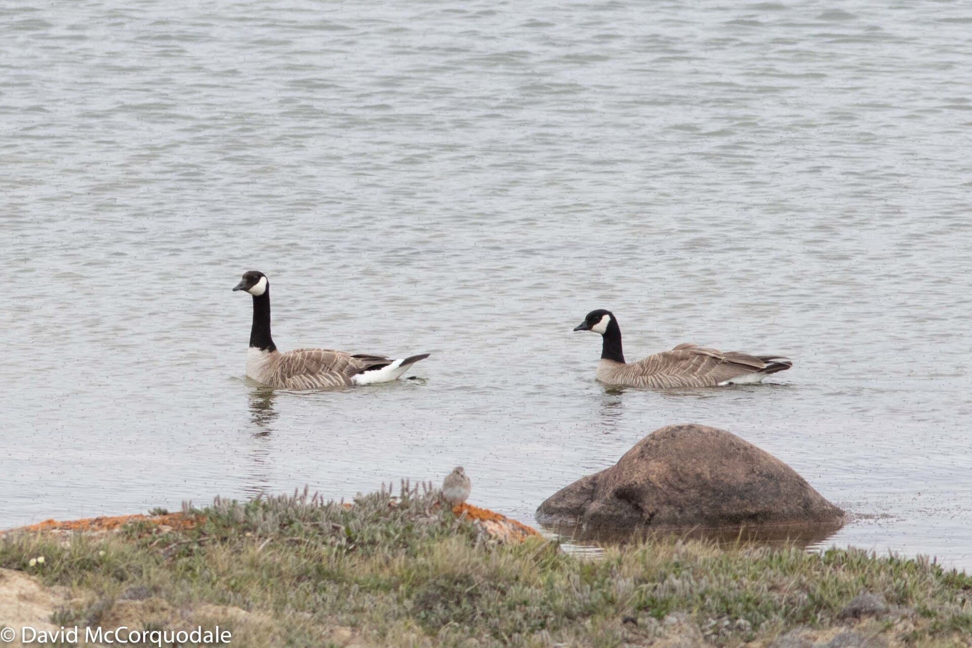 Kleine Canadese Gans (Branta hutchinsii) - Cackling Goose pair at Cambridge Bay, Nunavut 45965911