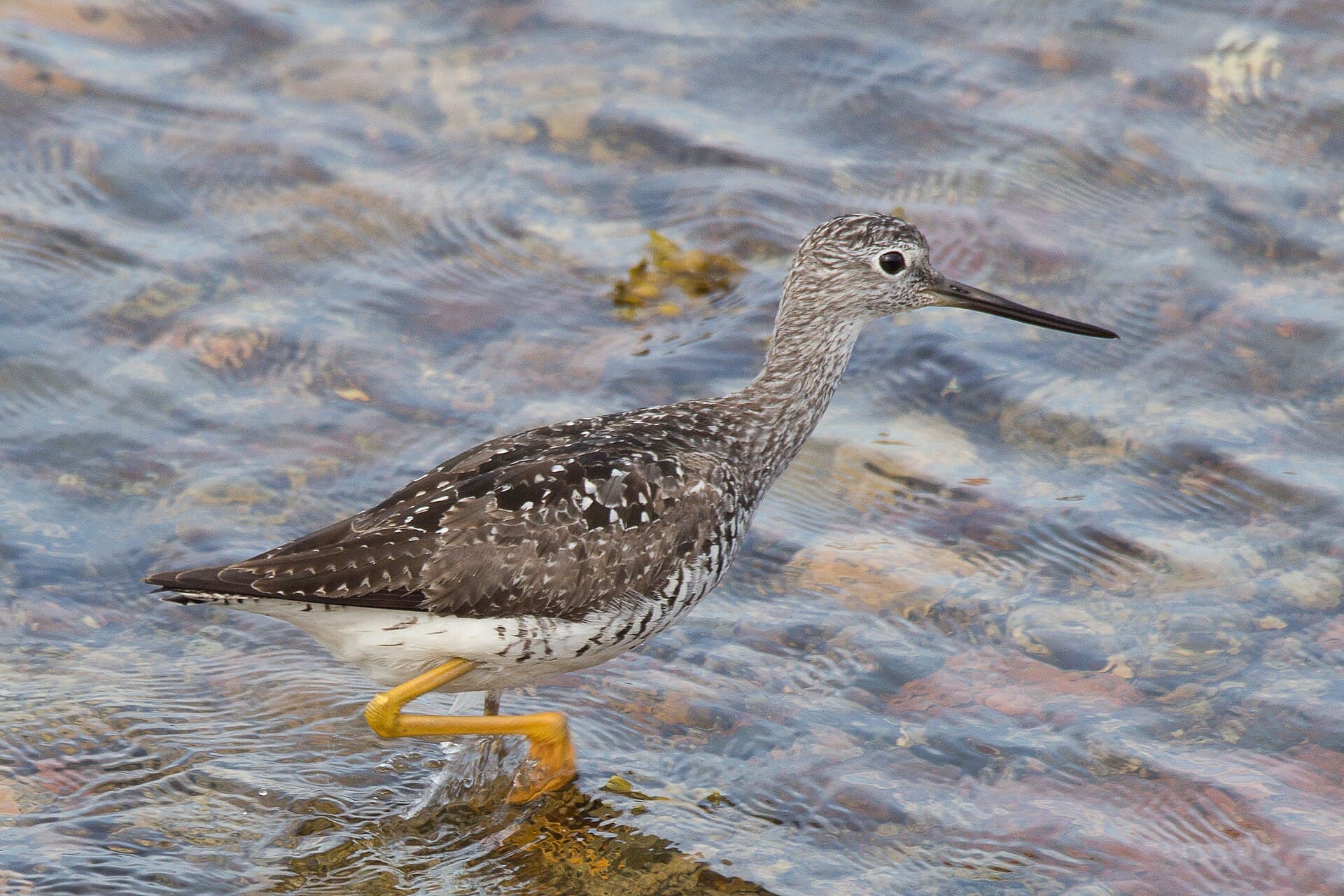 kleine geelpootruiter (Tringa flavipes) - 2016-07-19 Lesser yellowlegs
