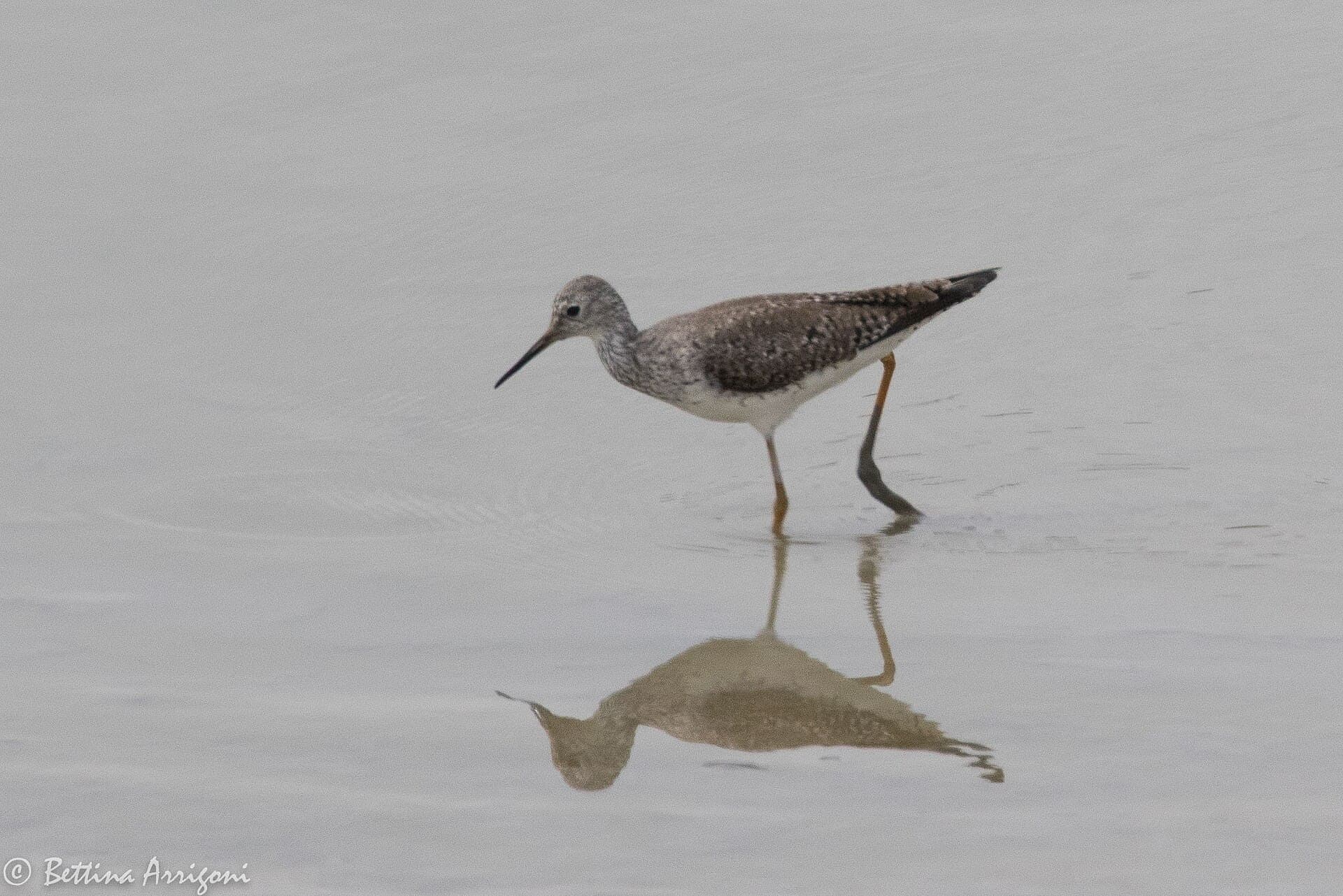 kleine geelpootruiter (Tringa flavipes) - Lesser Yellowlegs Inspiration Rd Pond Mission TX 2018-03-13 12-03-22 (27113032058)