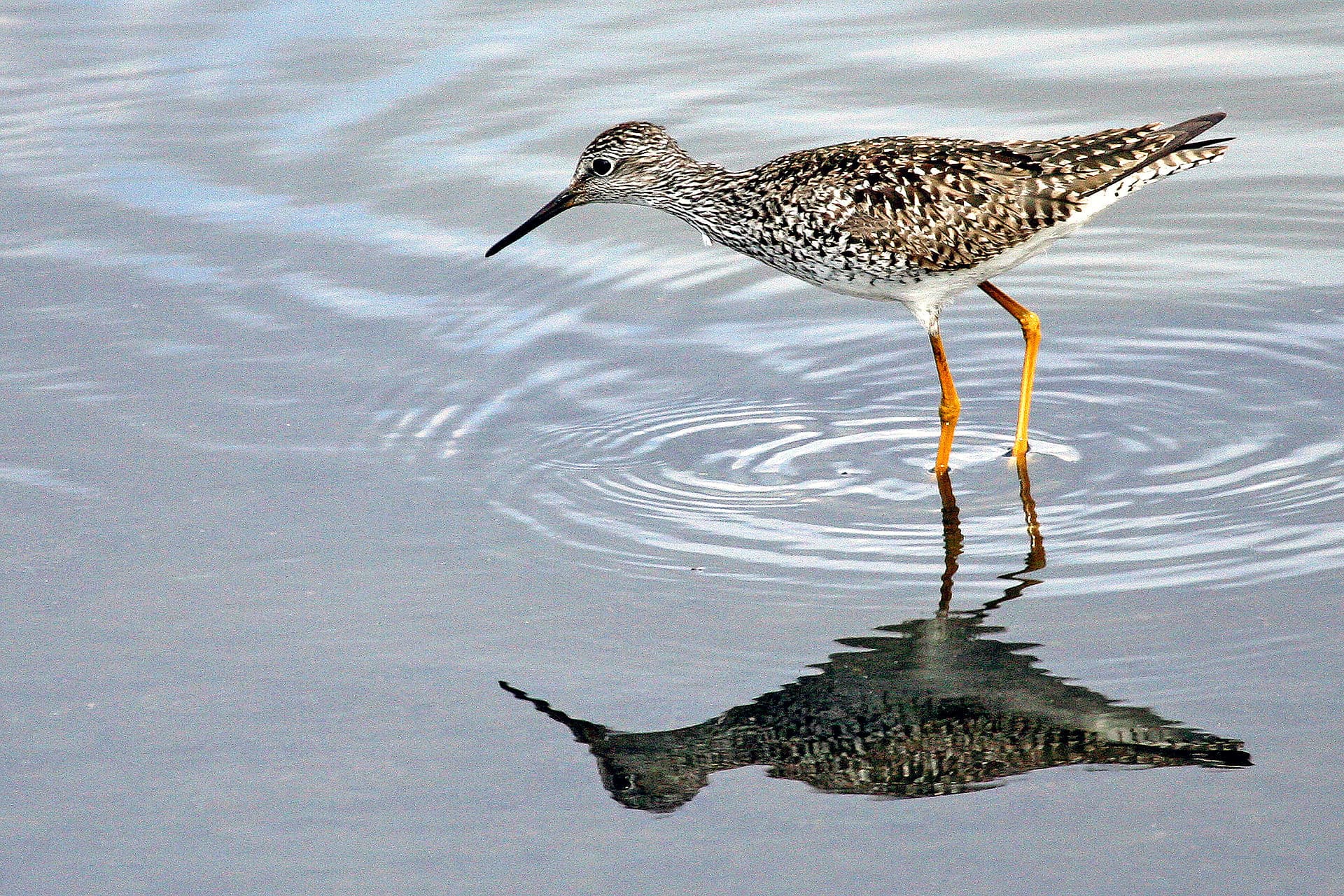 kleine geelpootruiter (Tringa flavipes) - Lesser Yellowlegs (13876469794)