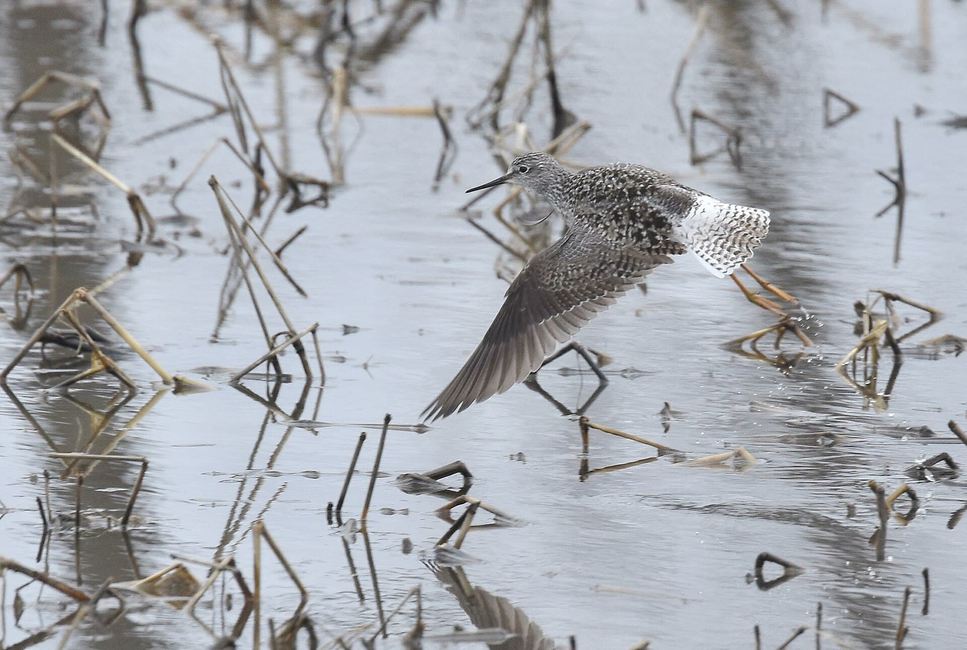 kleine geelpootruiter (Tringa flavipes) - Lesser Yellowlegs in flight