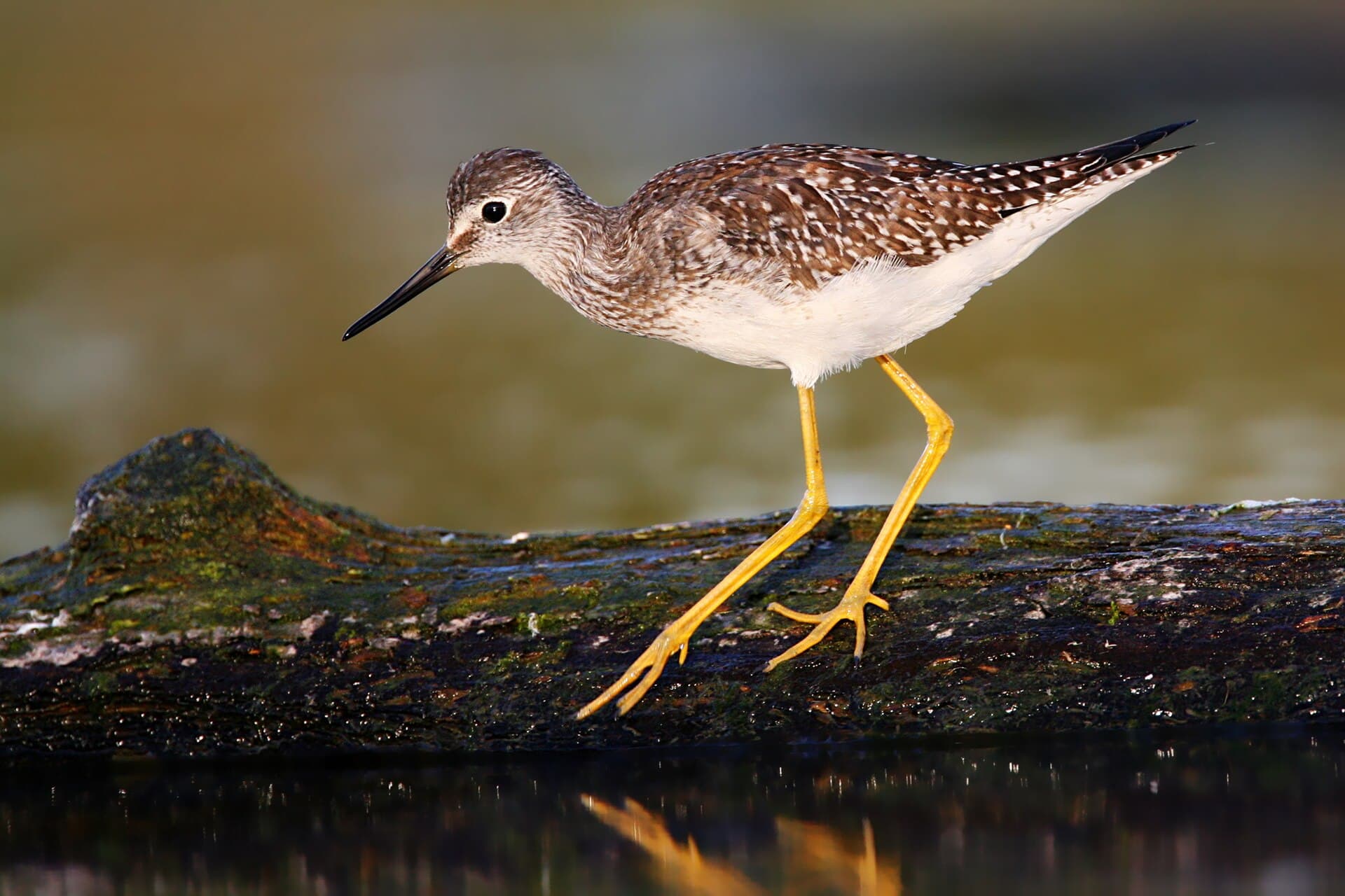 kleine geelpootruiter (Tringa flavipes) - Lesser Yellowlegs