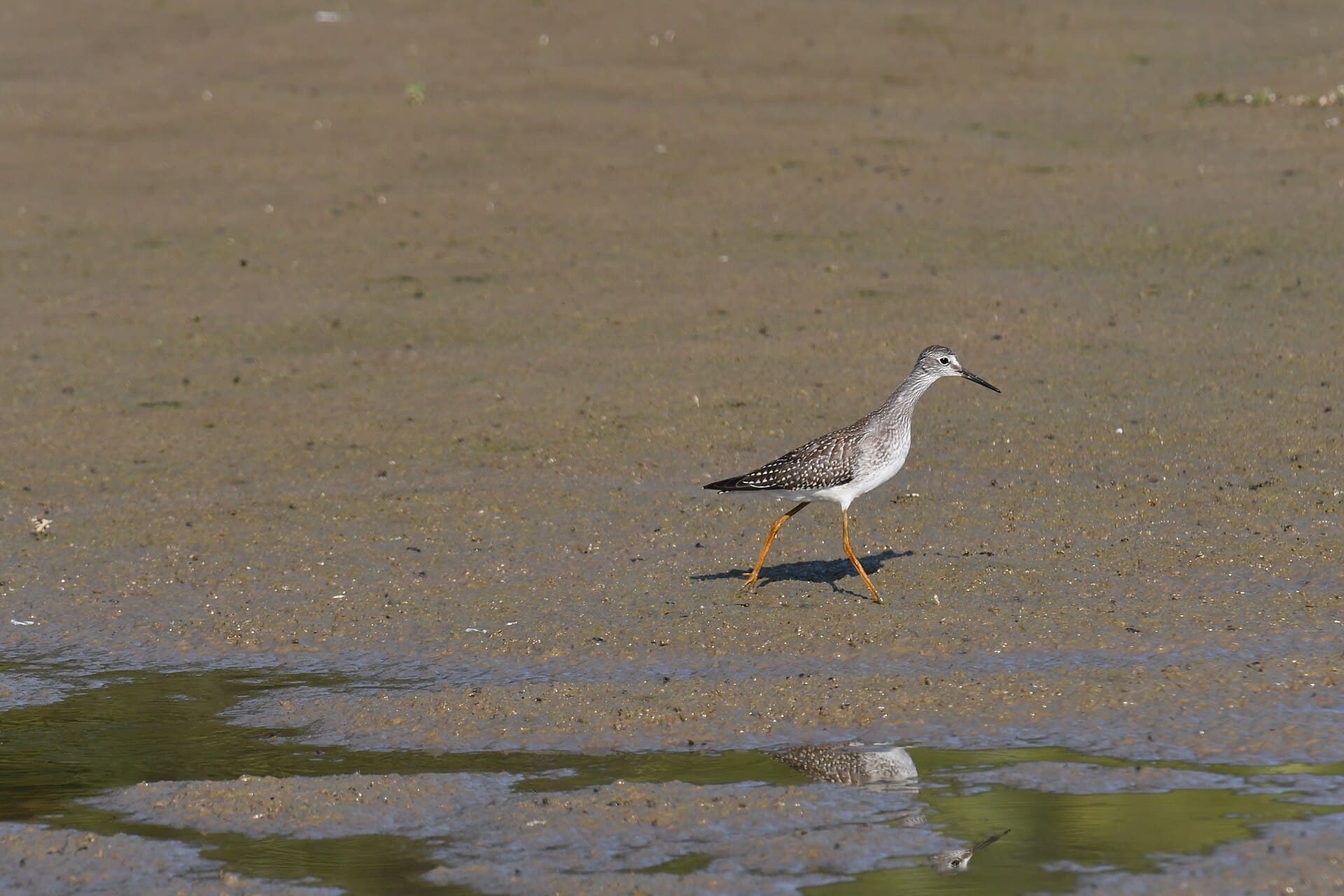 kleine geelpootruiter (Tringa flavipes) - Lesser yellowlegs huntley meadows 8.28.22 DSC 7560