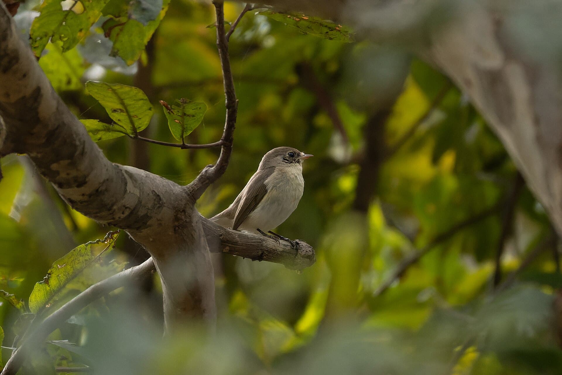 Kleine Vliegenvanger (Ficedula parva) - Red-breasted Flycatcher by Tisha Mukherjee 05