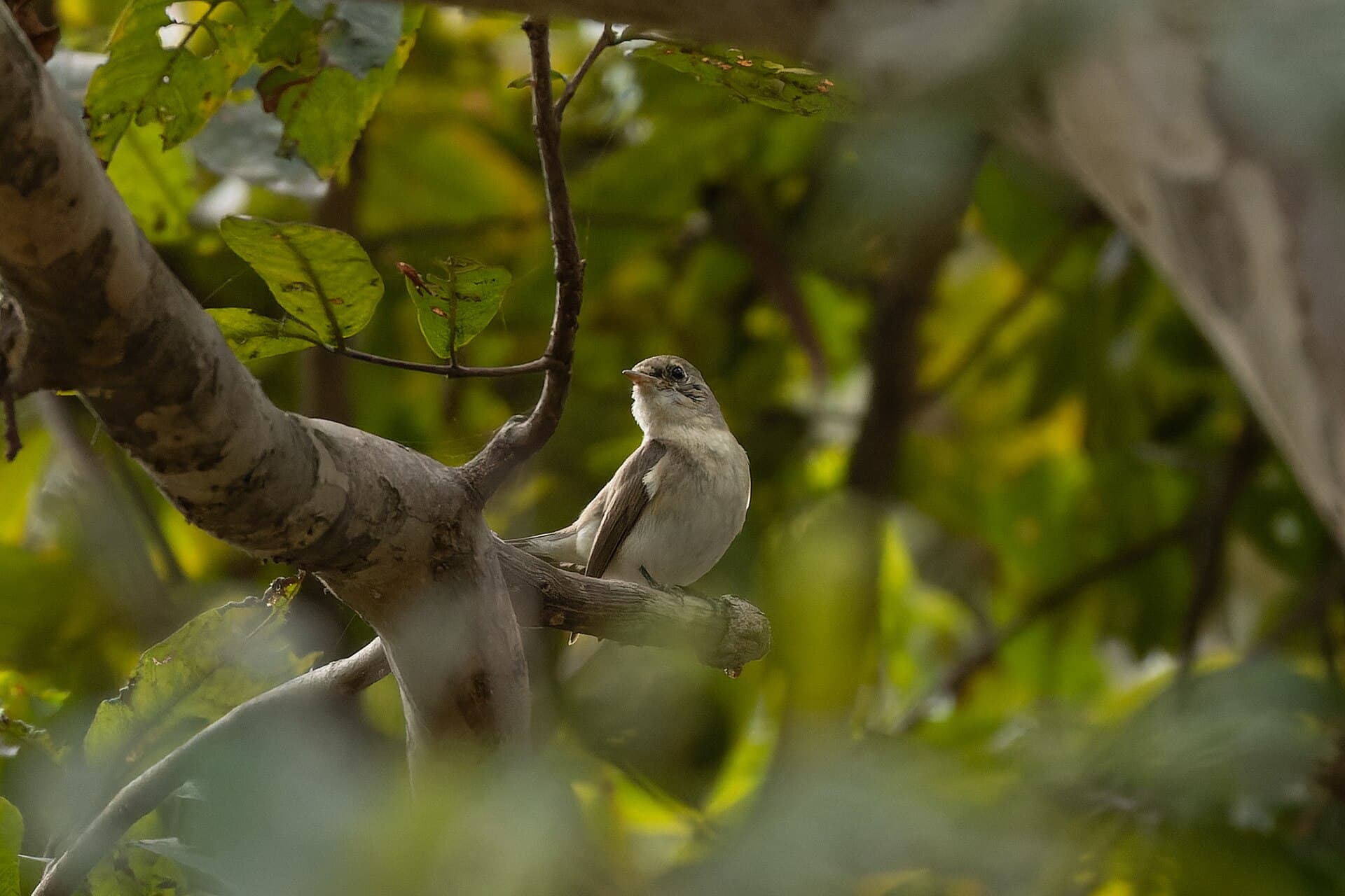Kleine Vliegenvanger (Ficedula parva) - Red-breasted Flycatcher by Tisha Mukherjee 07