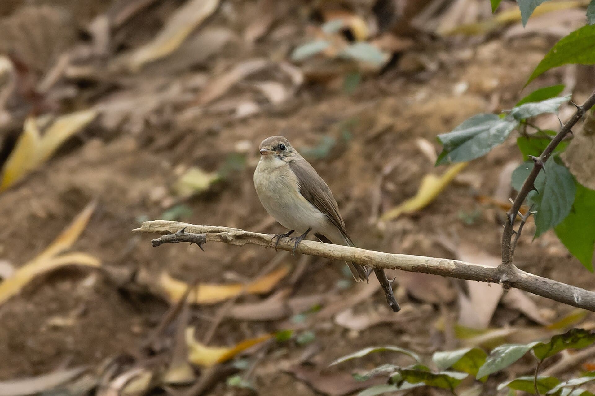 Kleine Vliegenvanger (Ficedula parva) - Red-breasted Flycatcher by Tisha Mukherjee 09