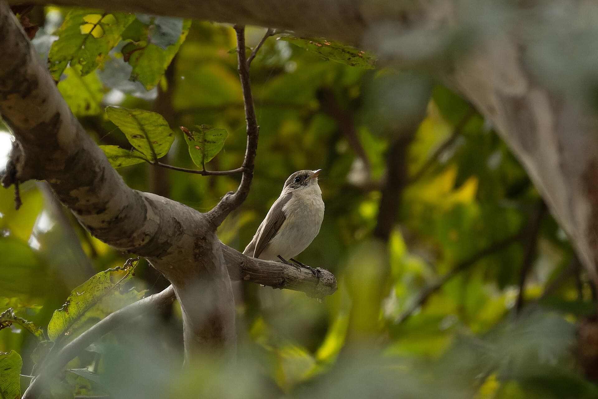 Kleine Vliegenvanger (Ficedula parva) - Red-breasted Flycatcher by Tisha Mukherjee 03