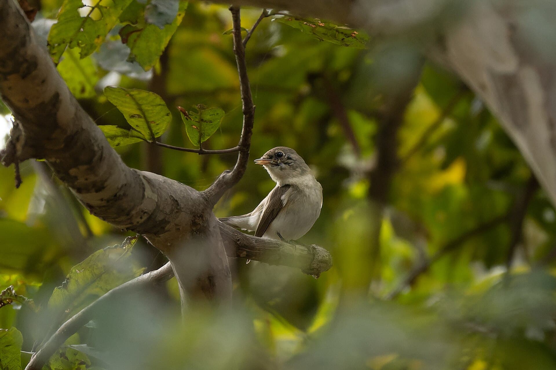Kleine Vliegenvanger (Ficedula parva) - Red-breasted Flycatcher by Tisha Mukherjee 06
