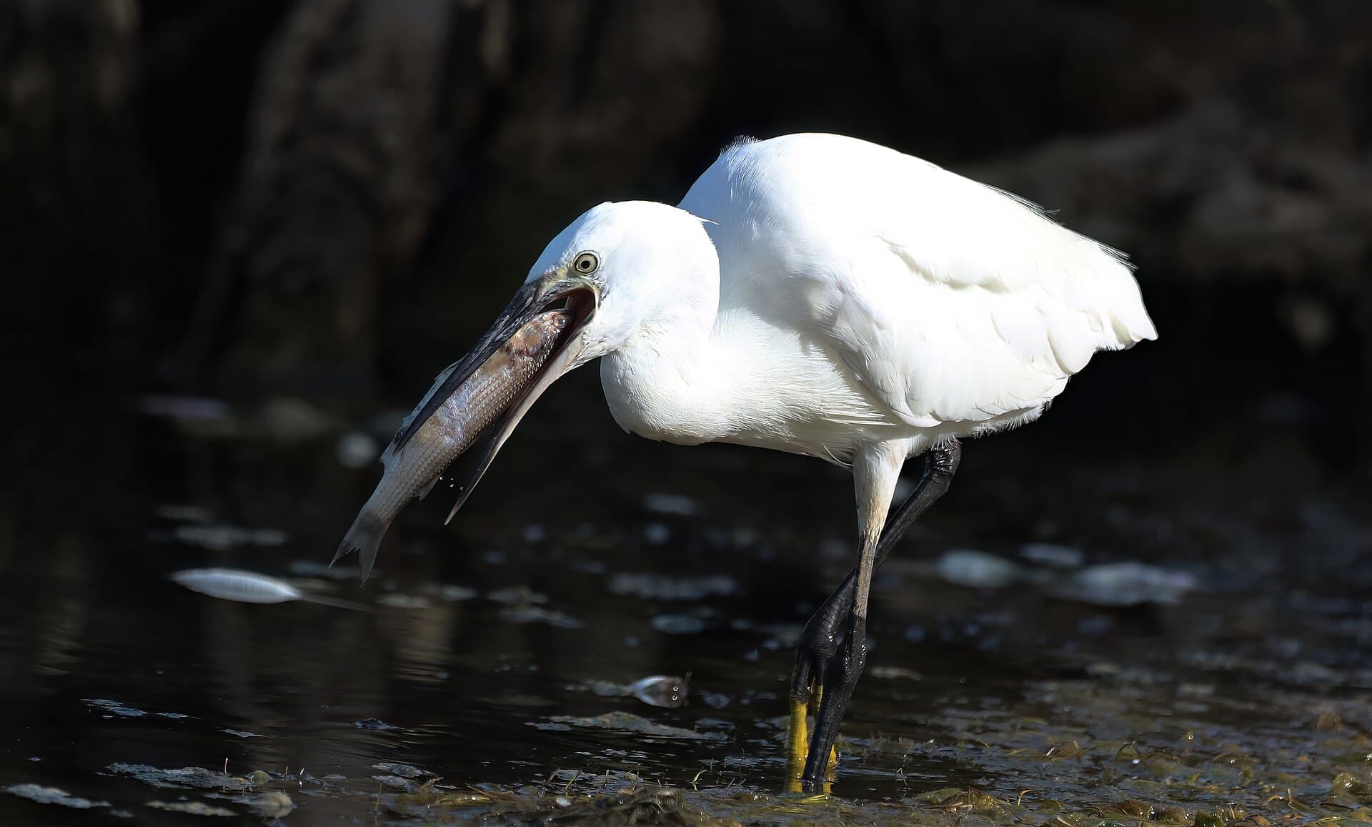 Kleine Zilverreiger (Egretta garzetta) - Not hungry any more!