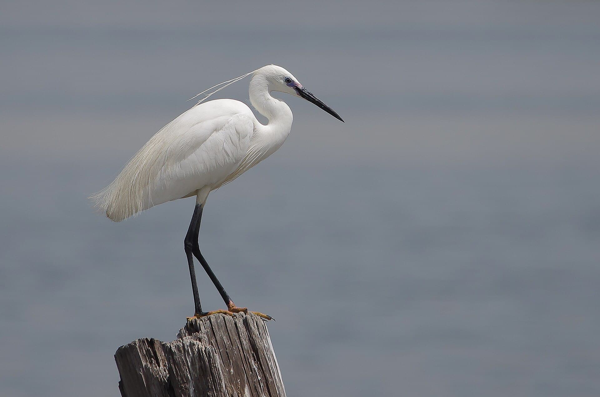 Kleine Zilverreiger (Egretta garzetta) - Aigrette garzette au lac sud de Tunis (site RAMSAR)